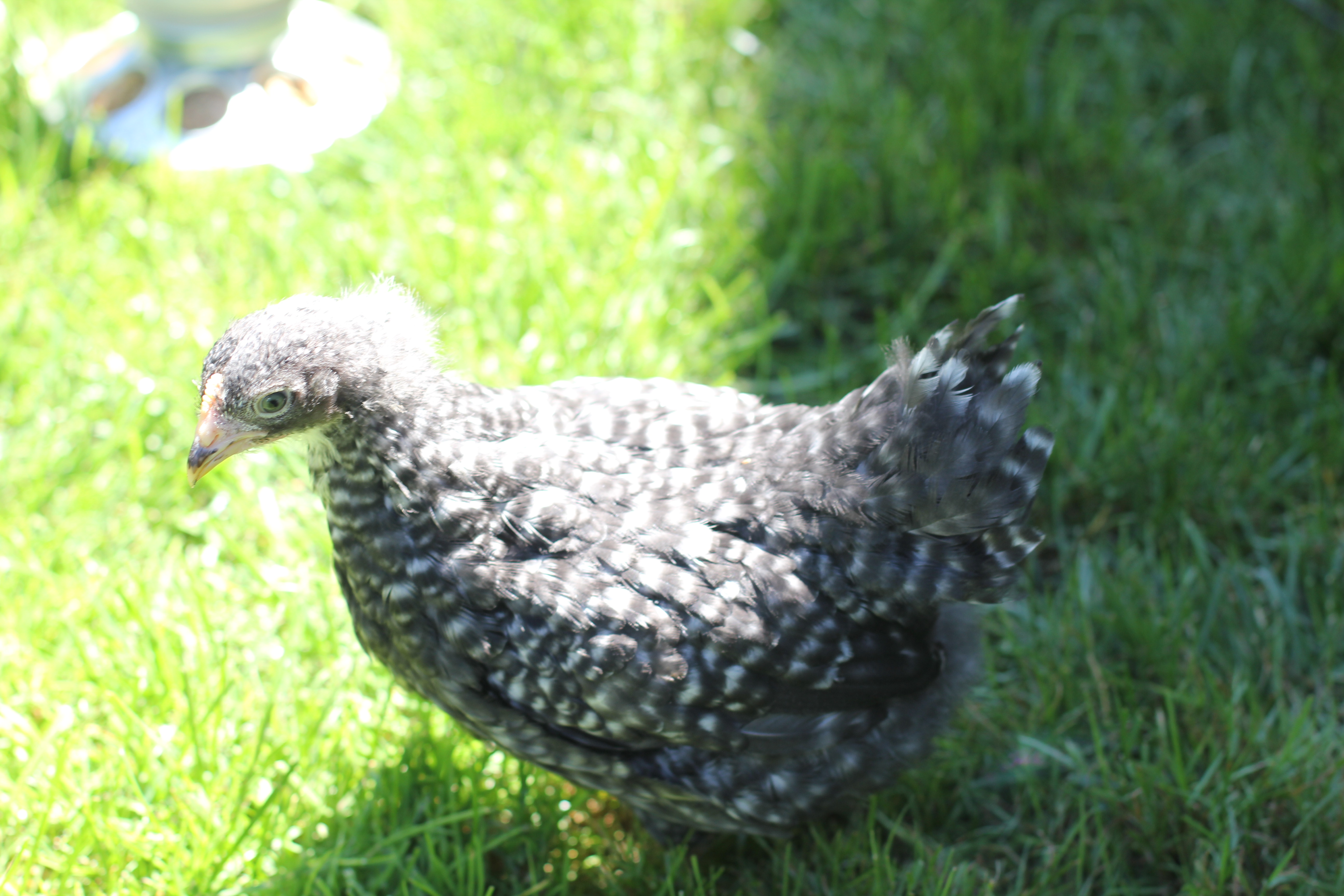 Starbird the Barred Rock.