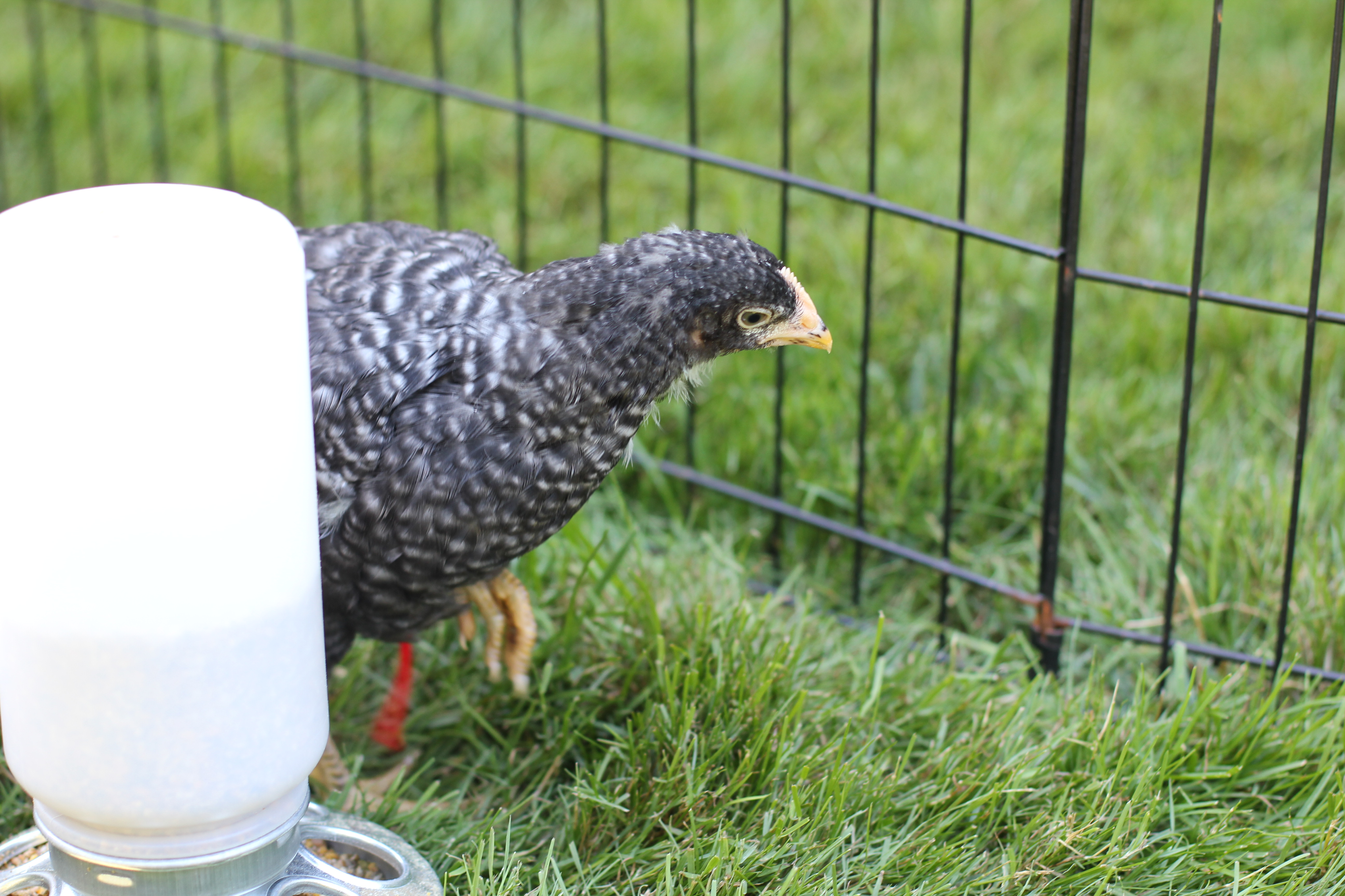 Starbird the Barred Rock