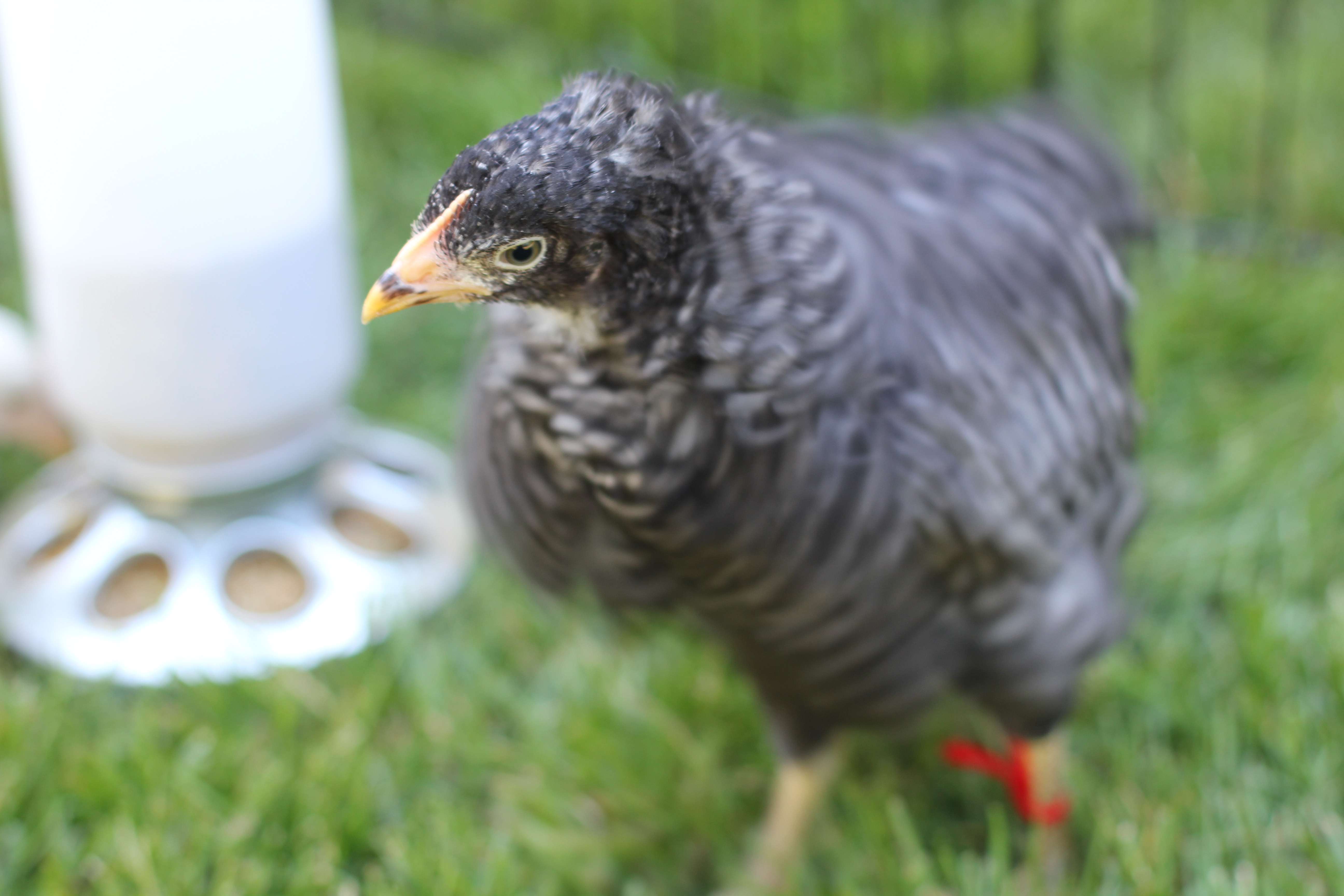 Starbird the Barred Rock