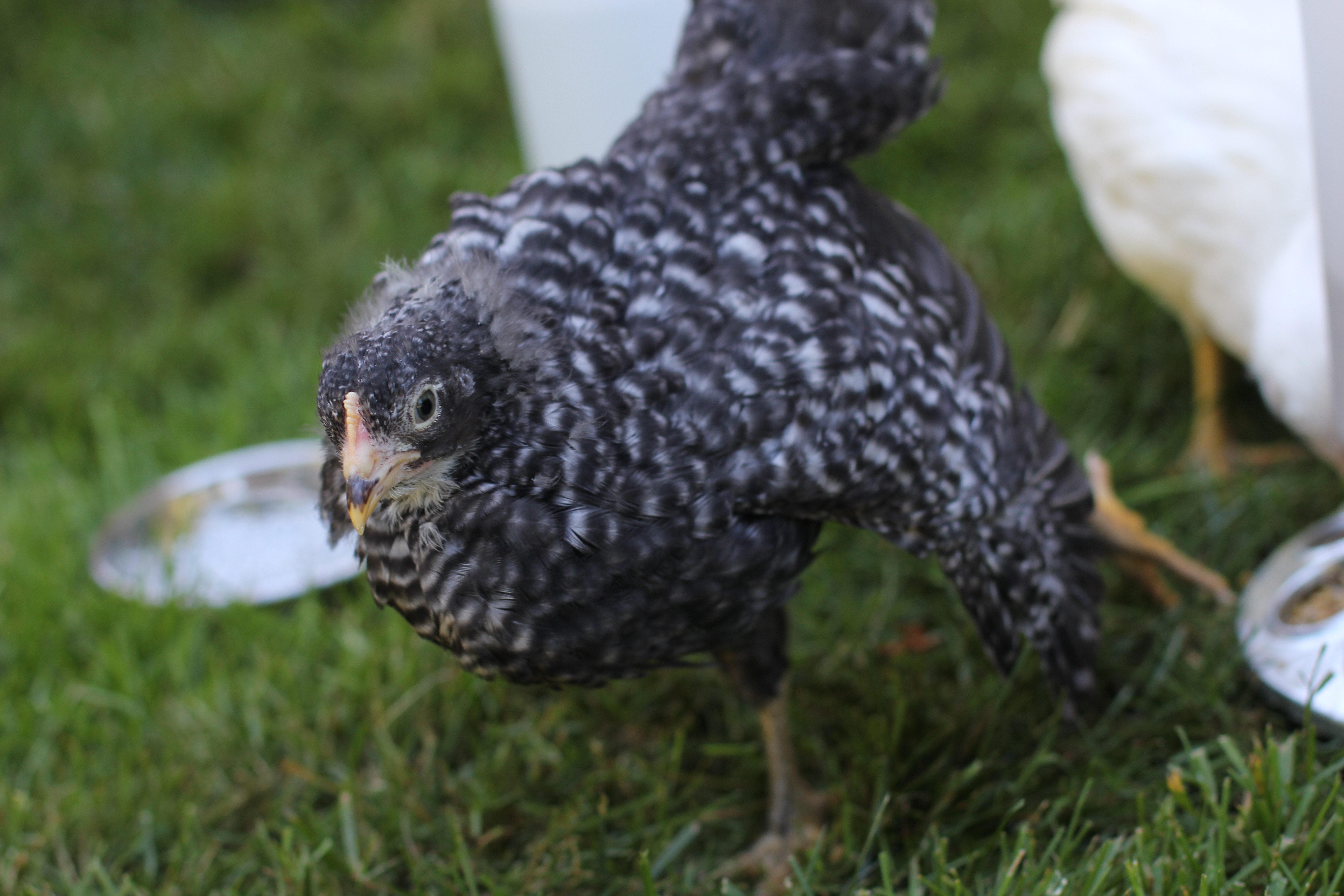 Starbird the Barred Rock