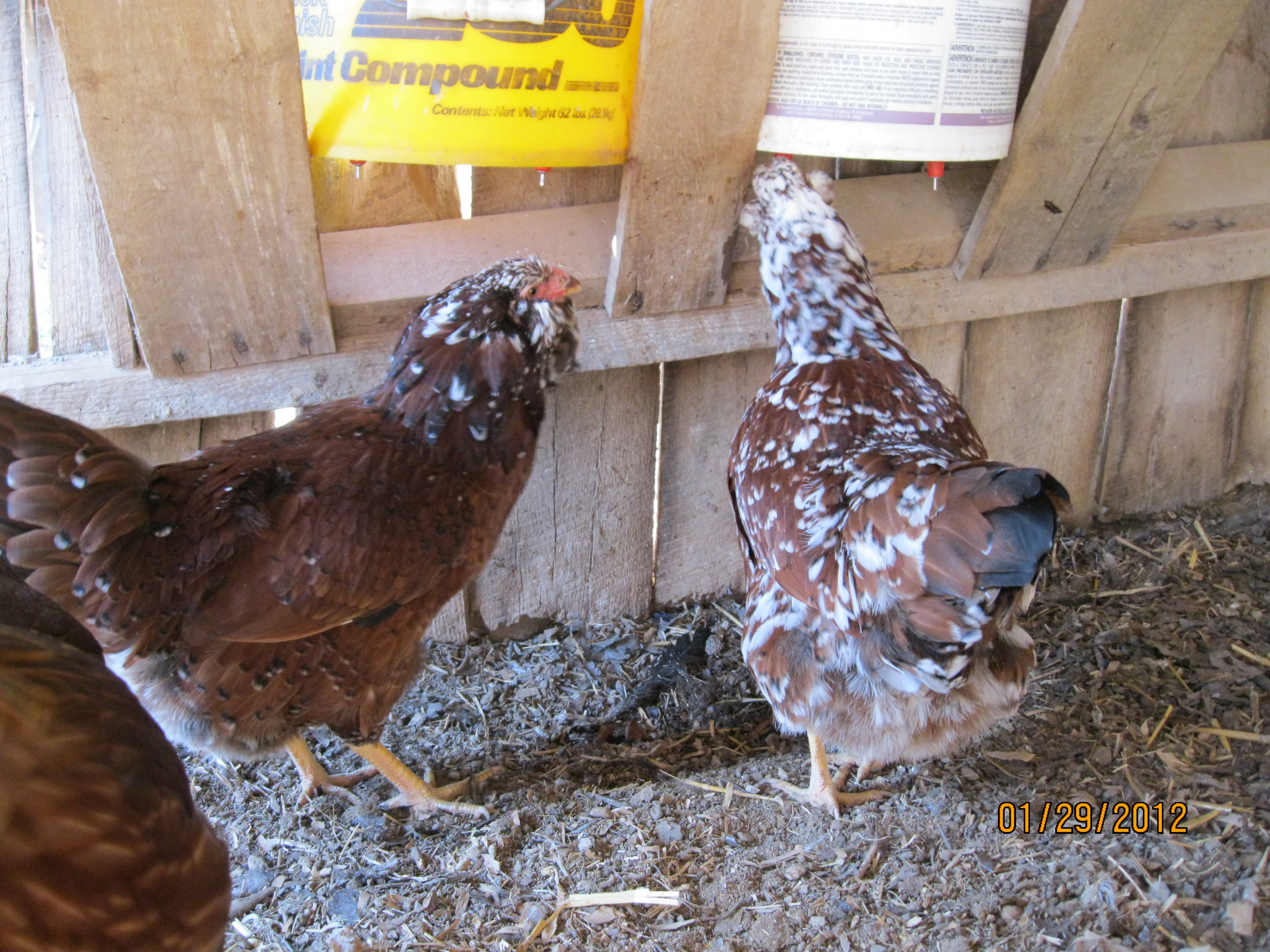 starbright hen on left kummer hen on right