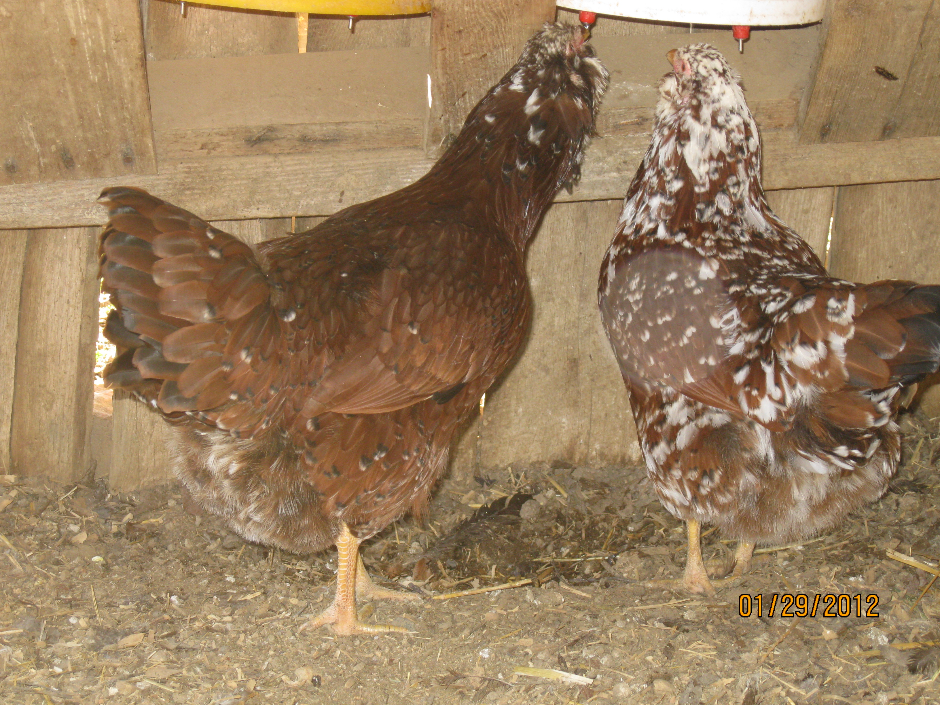 starbright hen on left kummer hen on right
