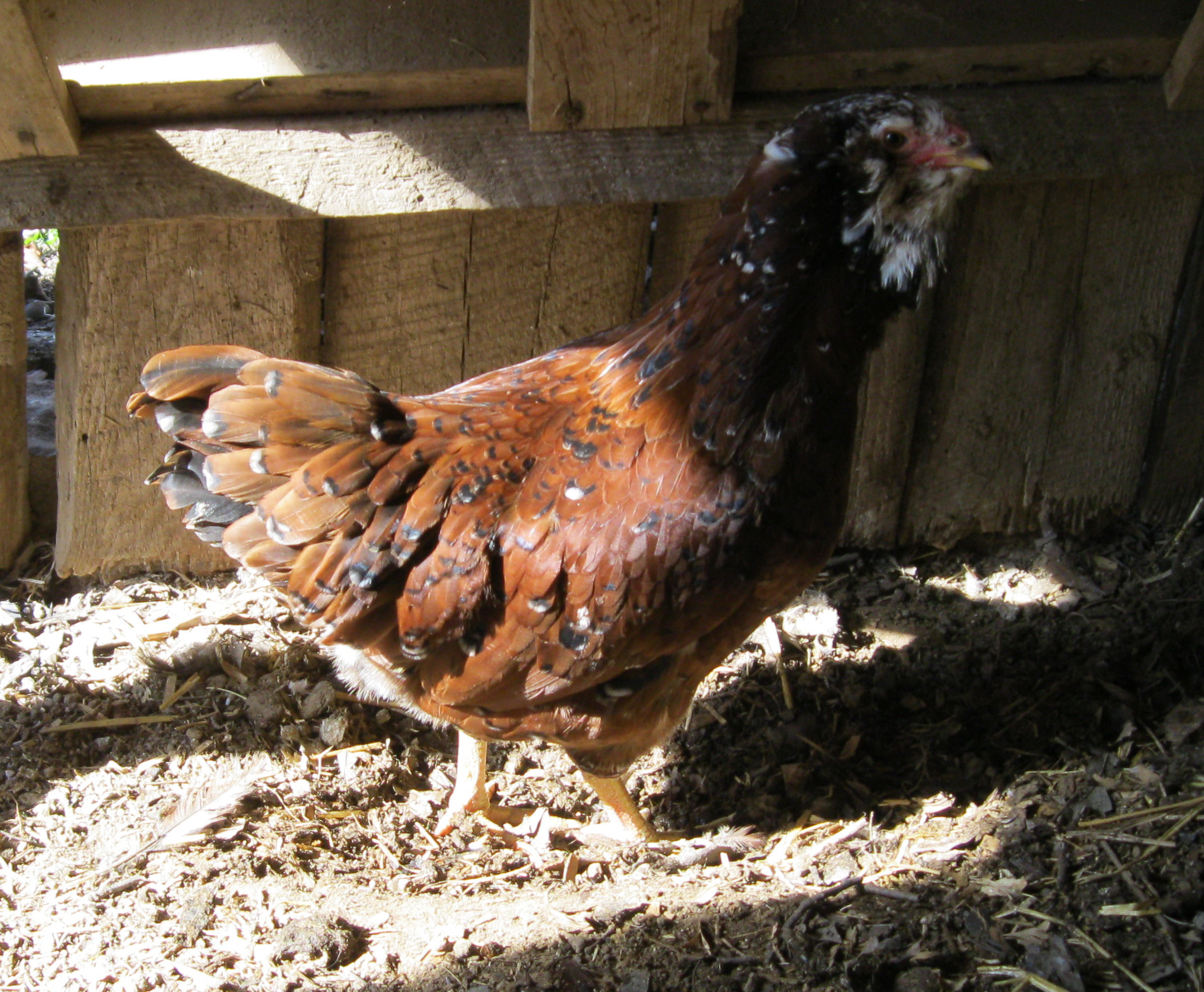 starbright hen
