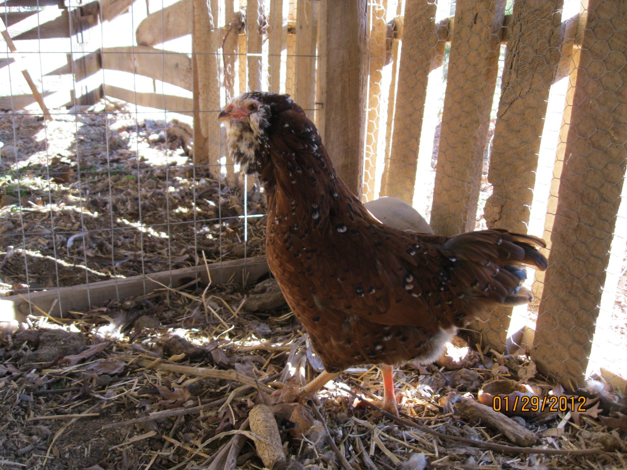 starbright hen