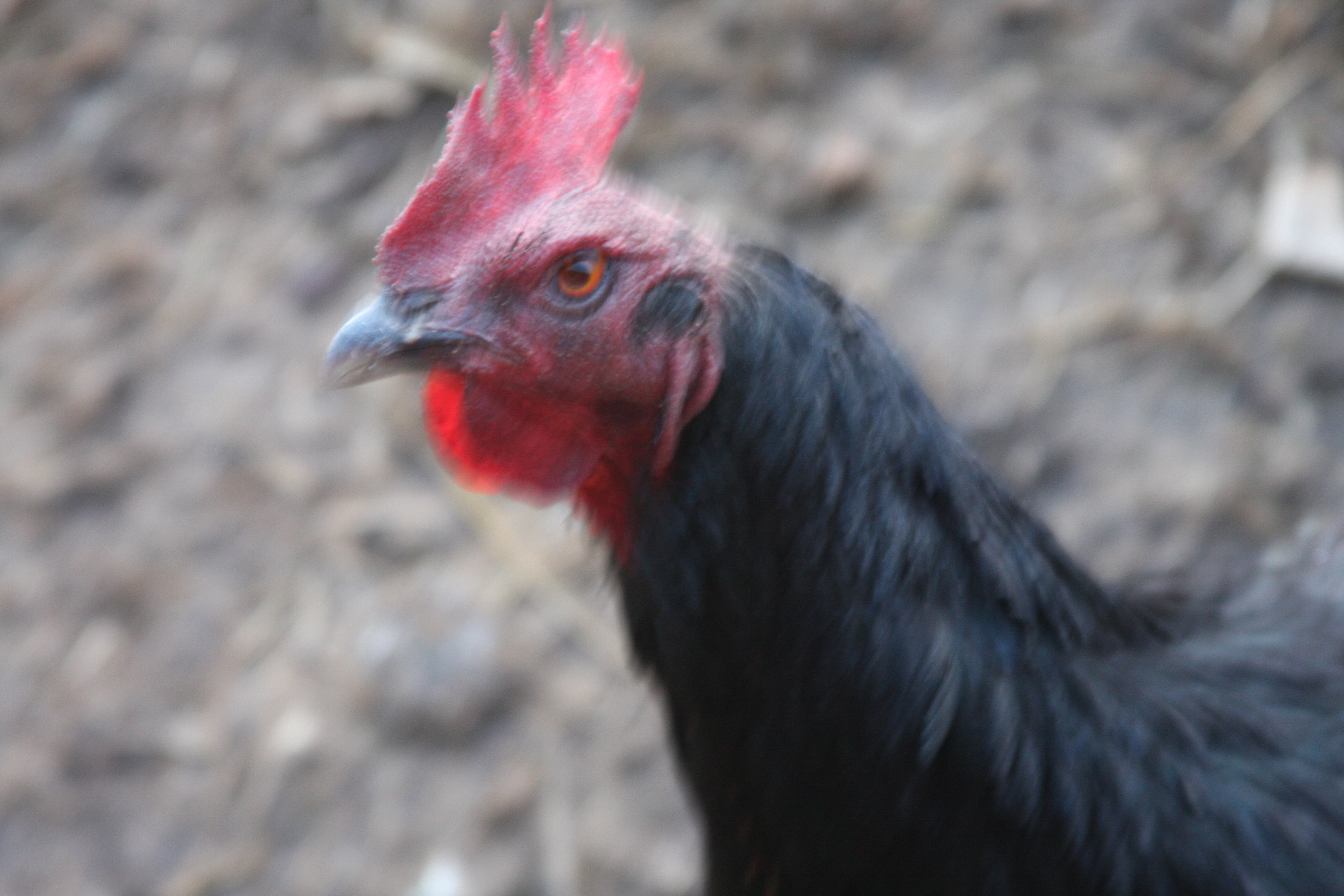 Starbuck, a rescue chicken, is becoming acquainted with the rest of the group.