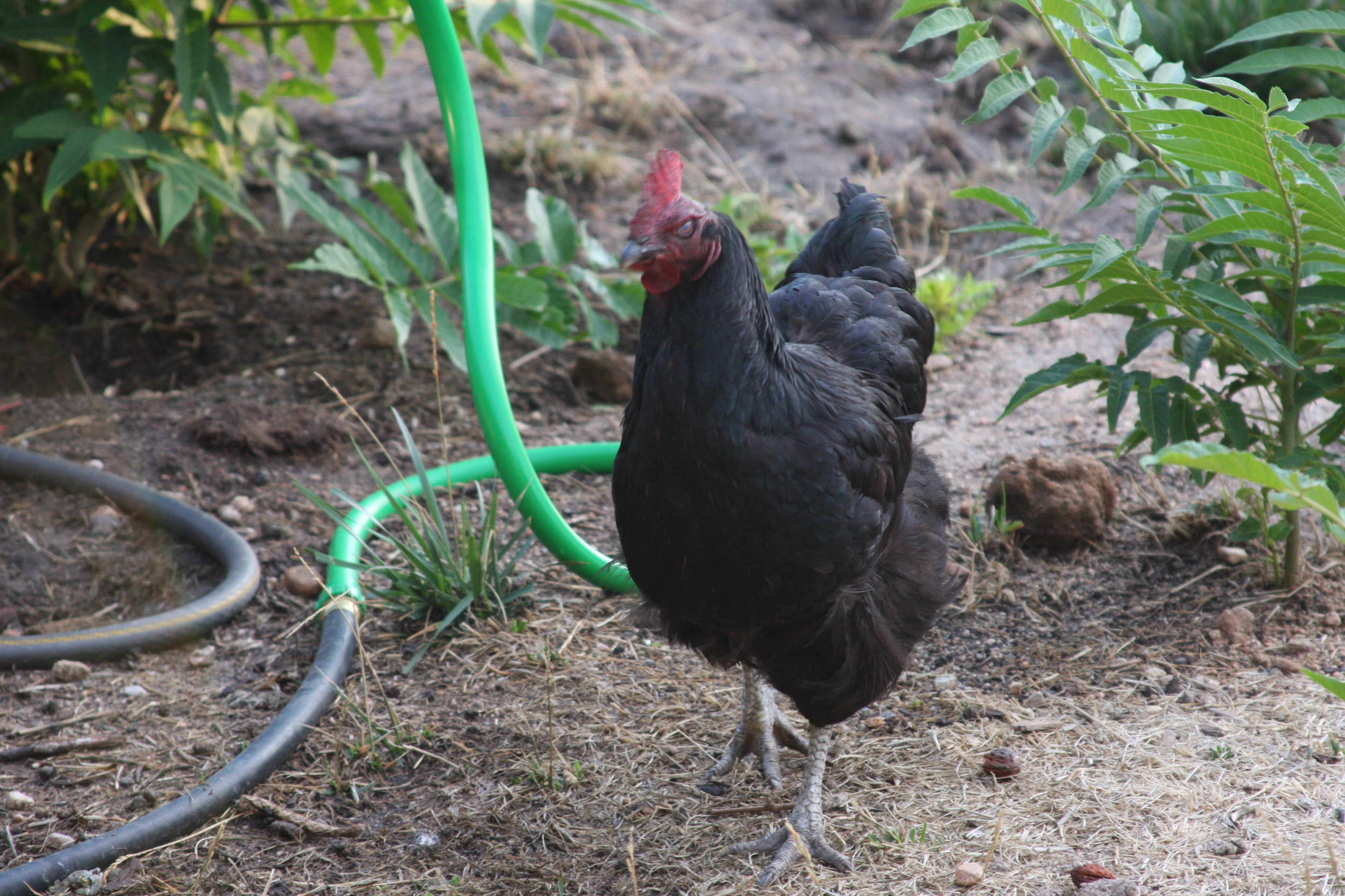 Starbuck going for a walk to the compost pile.....mmmm, worms.