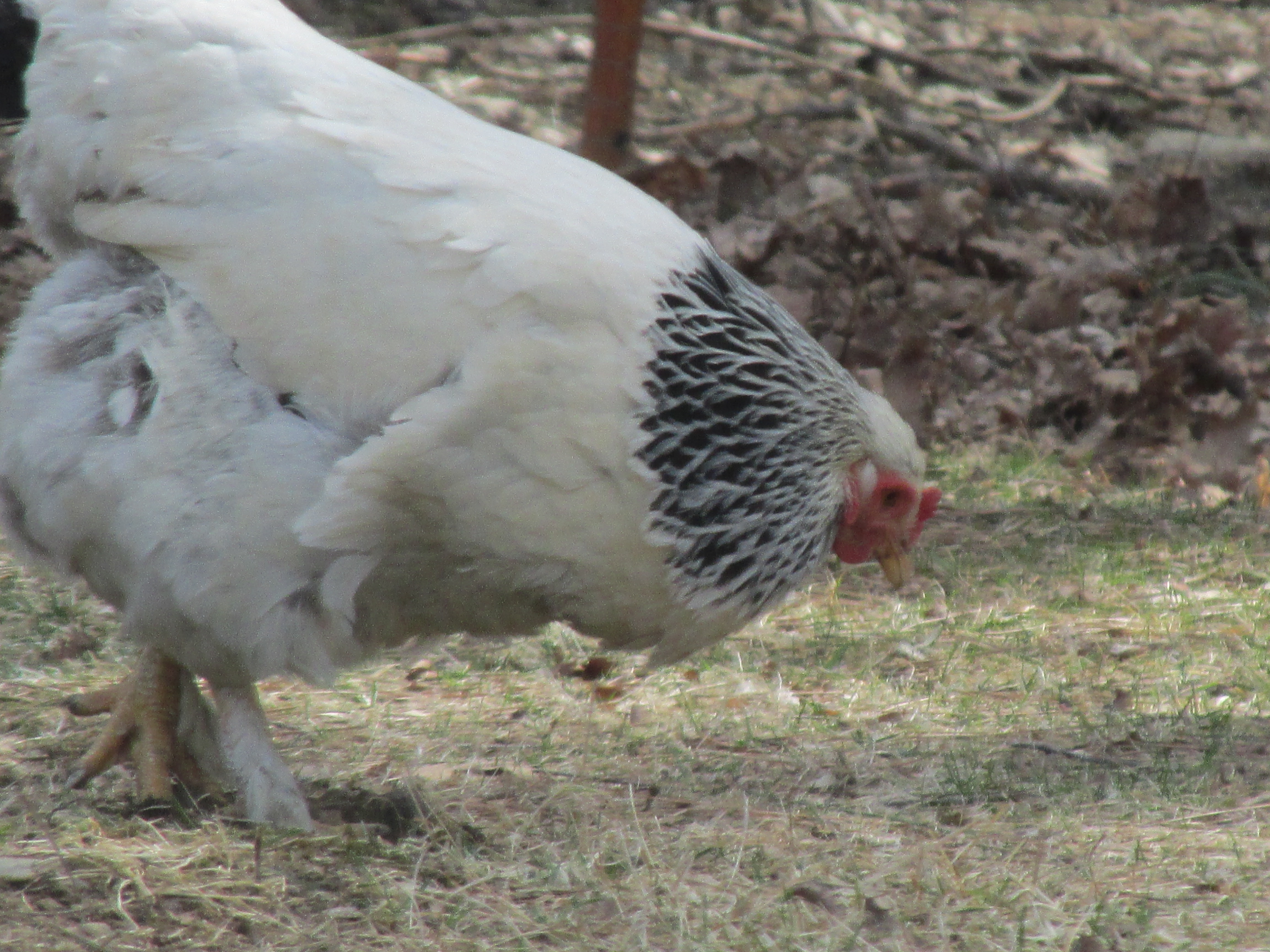 Starburst- white brahma