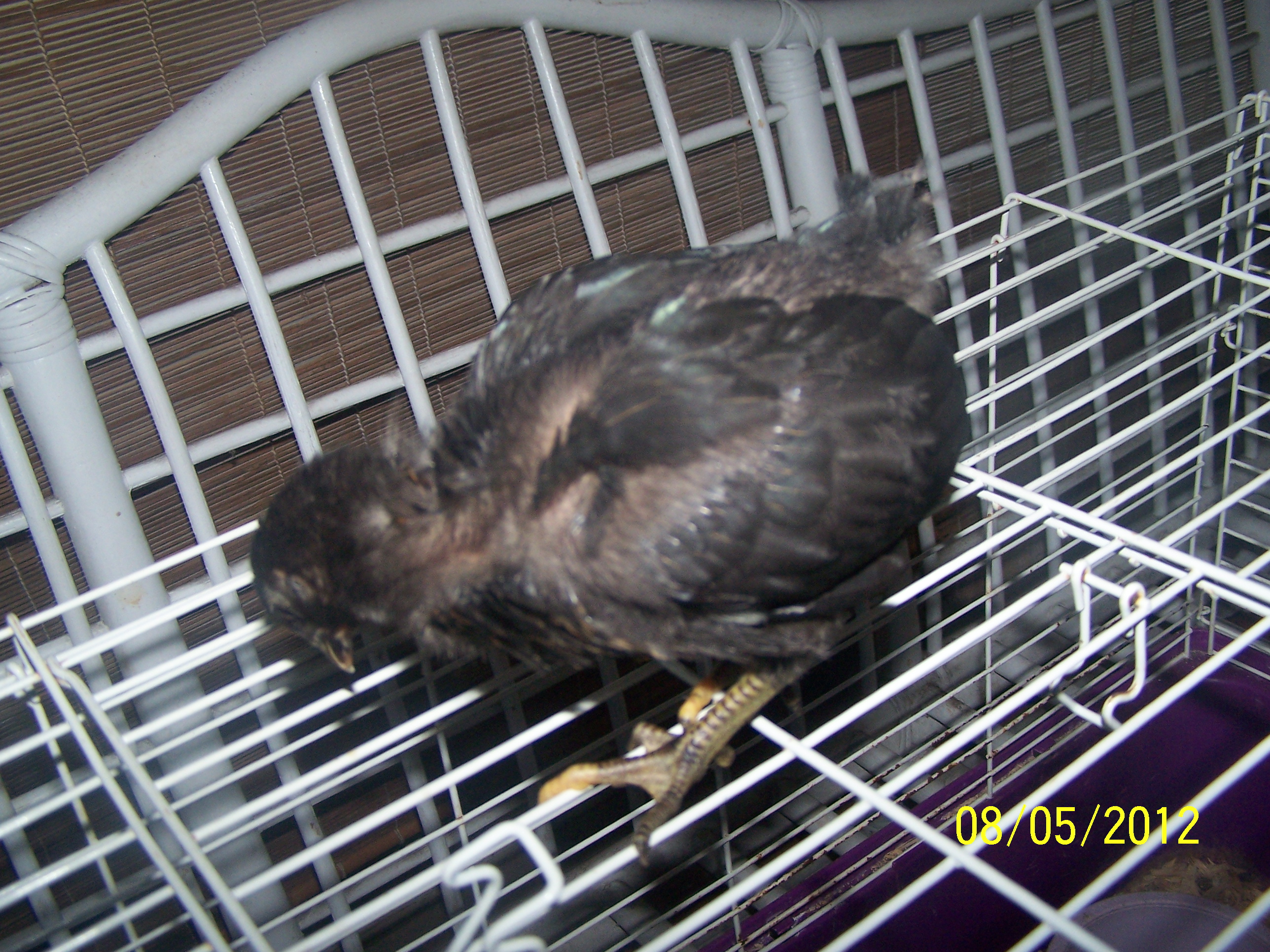 stardust gonna be all black and look like feathers deceased sister cheap cheap she is 2 weeks old