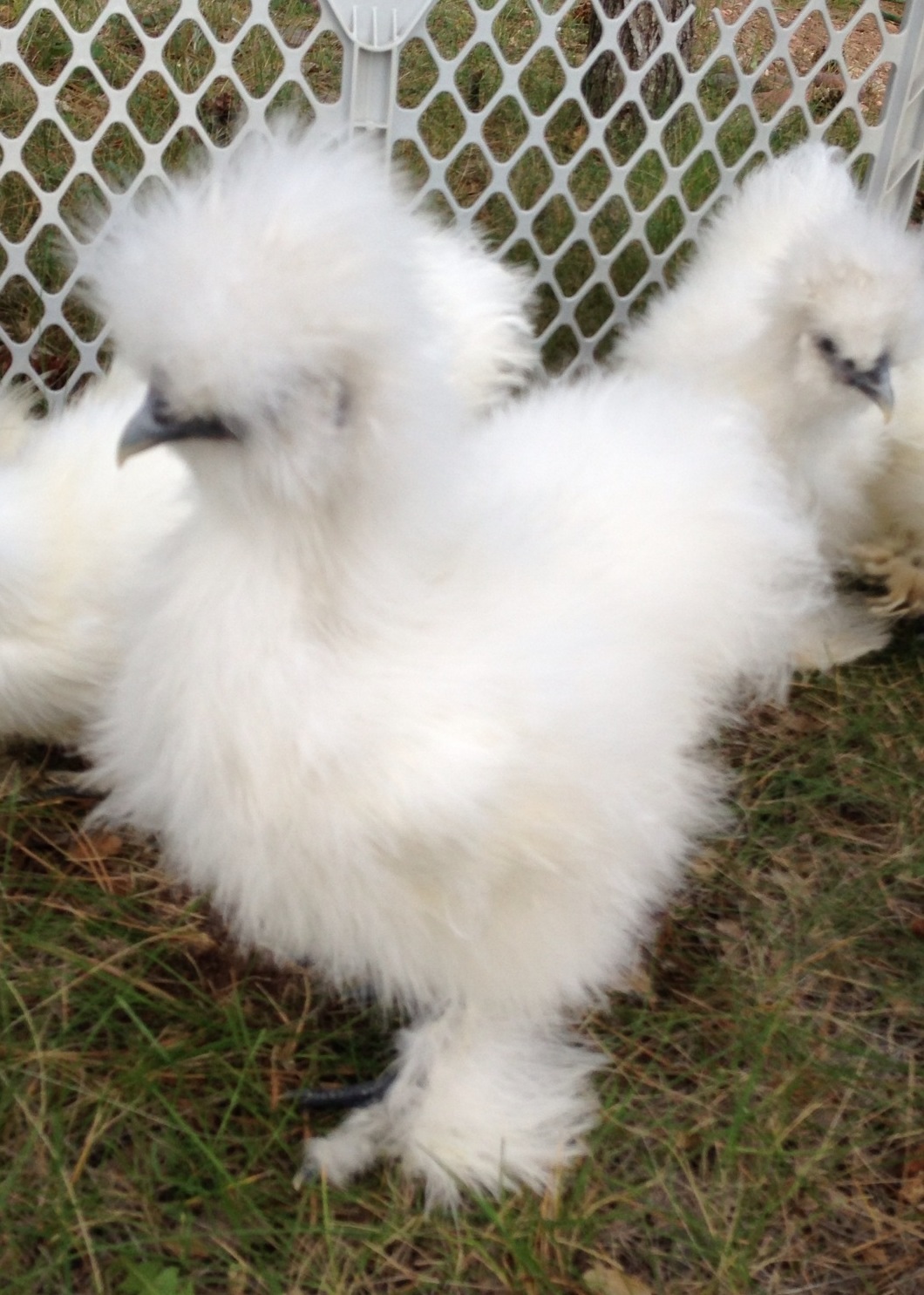 Starlight at 9 weeks