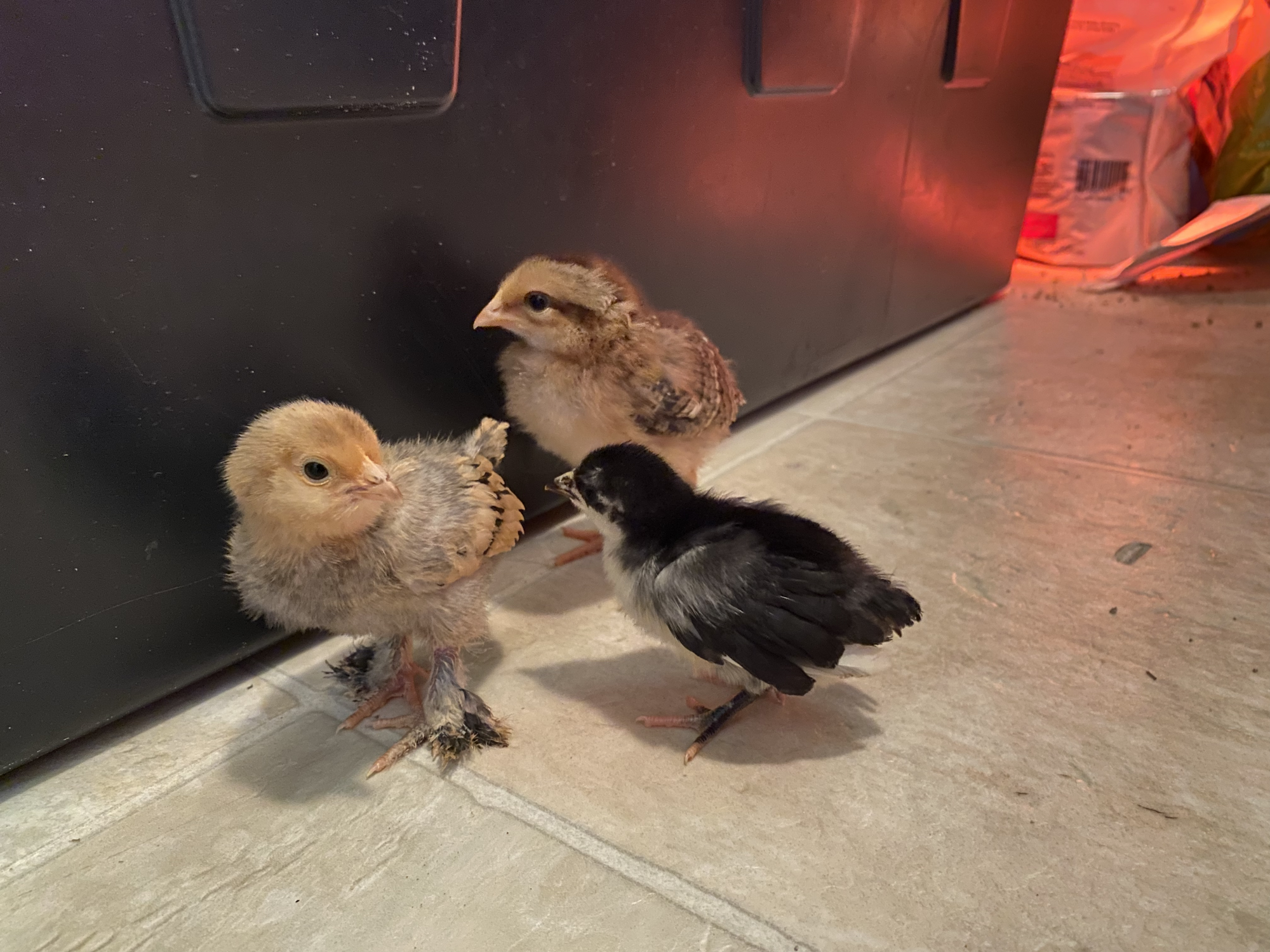 Starlight Green Egger Chicks from TSC