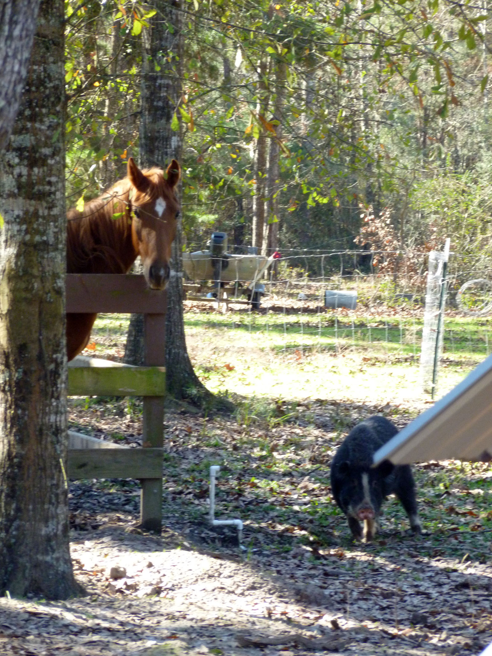 Starlight keeping an eye on the wild boar that was visiting her.