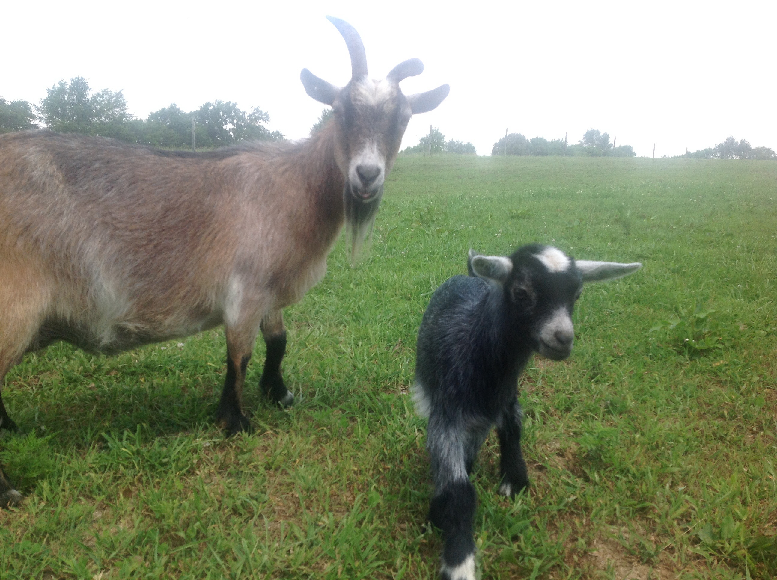 Starr and her doeling, Luna, only a few days old.