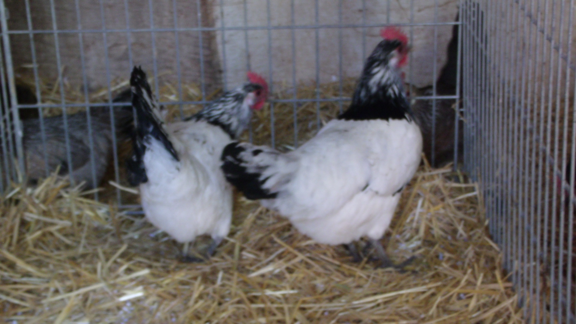 Stars and Stripes small but great layers