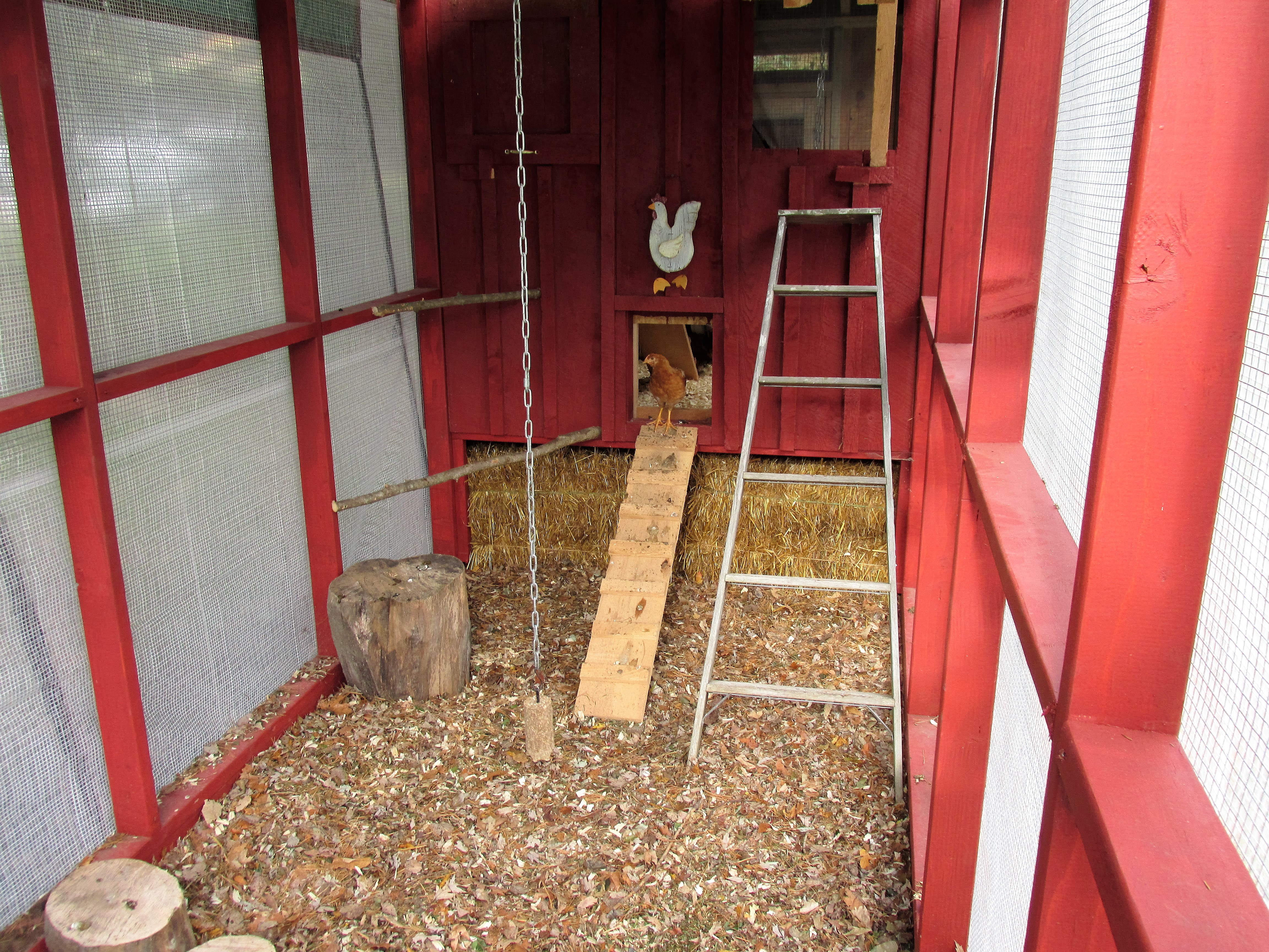 start of deep litter method, with straw bales blocking under the coop for winter