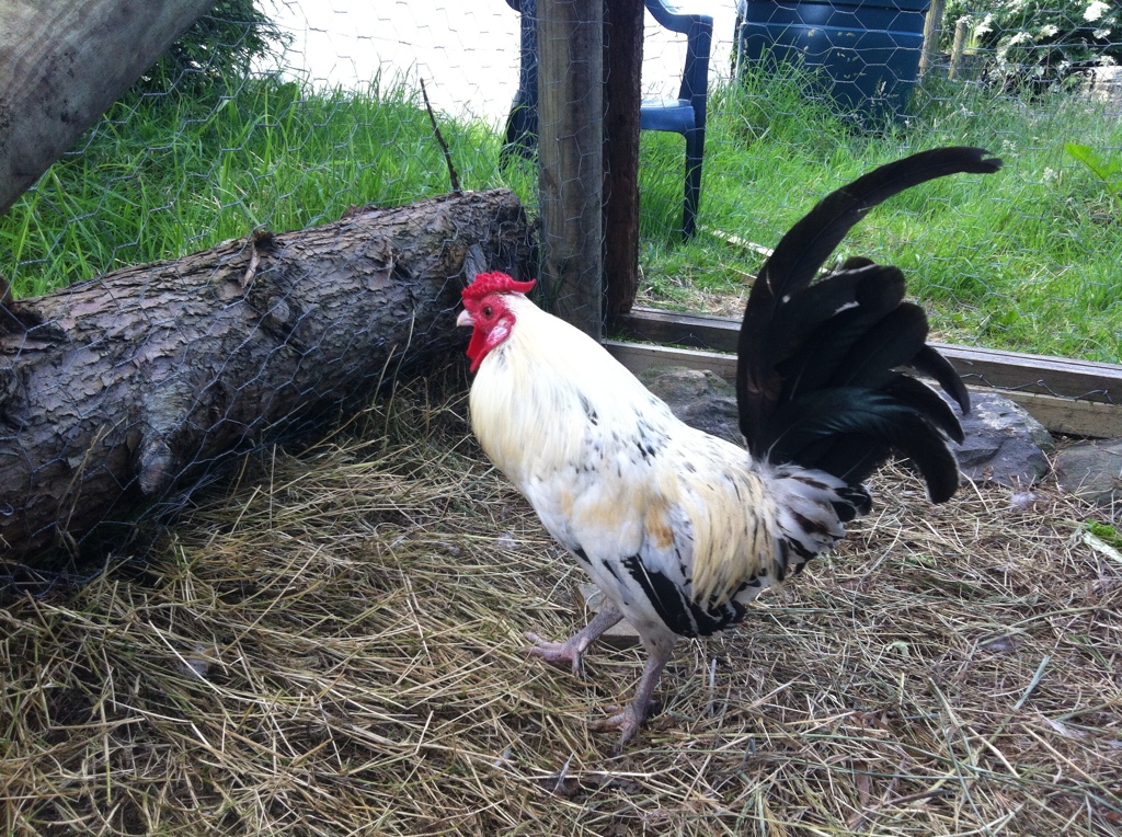 start with an easy one lol this is the one who i bought as a cockerel - and he is the only one crowing!