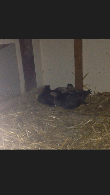 Started on the roosts but ended up on floor of coop where their brooder used to be.