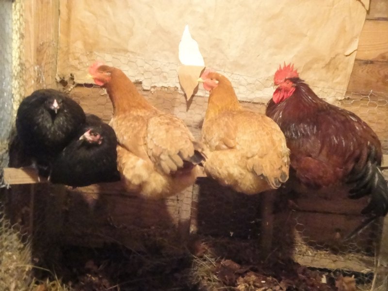 Starter flock for 2013. Johnny the Production cock. Phoebe, Edith, Judy, and Janet.