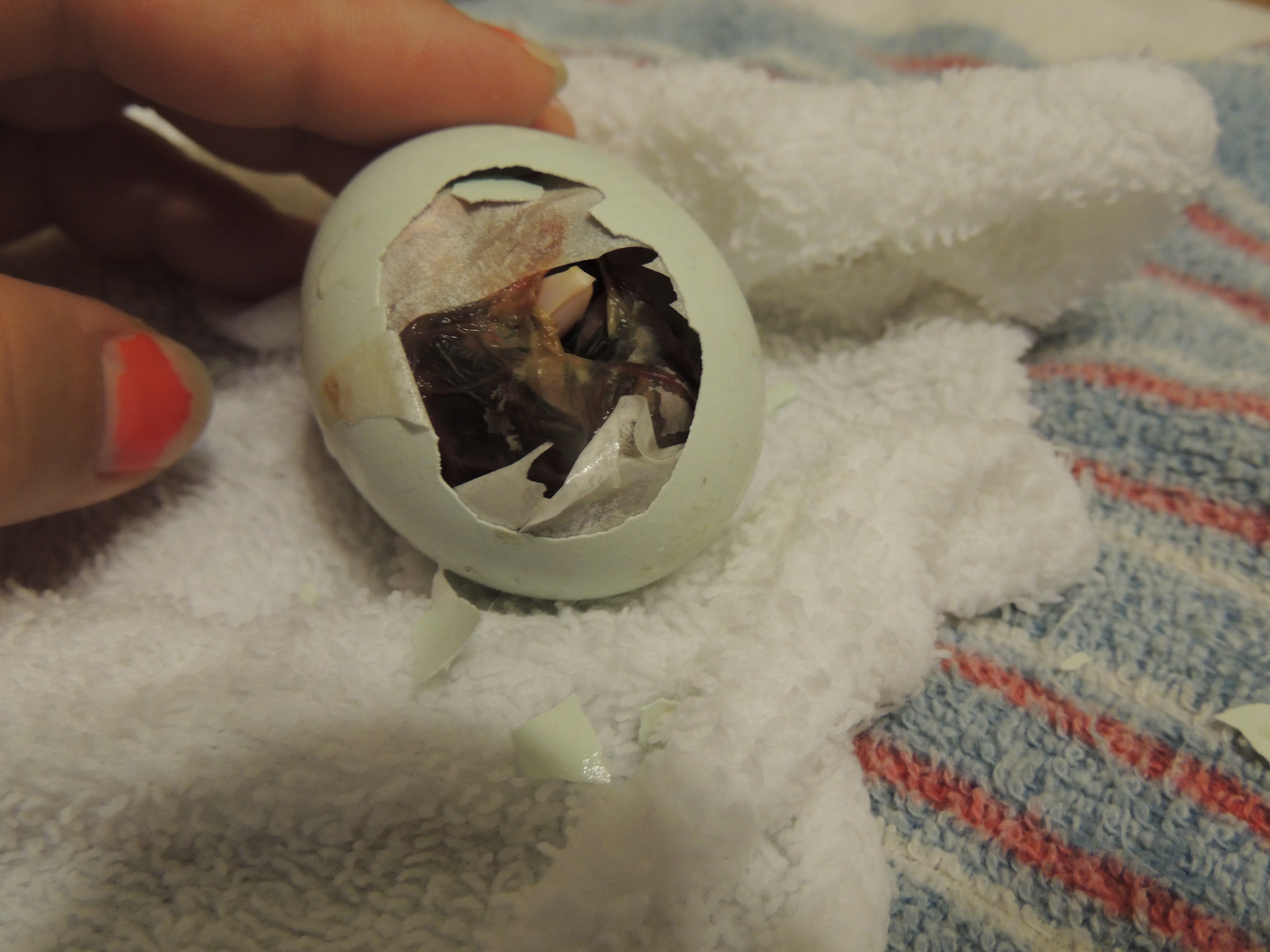 starting the dry birth hatch process