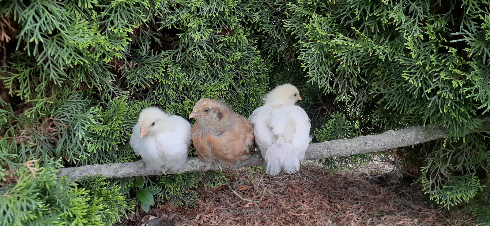 Starting them outdoors young