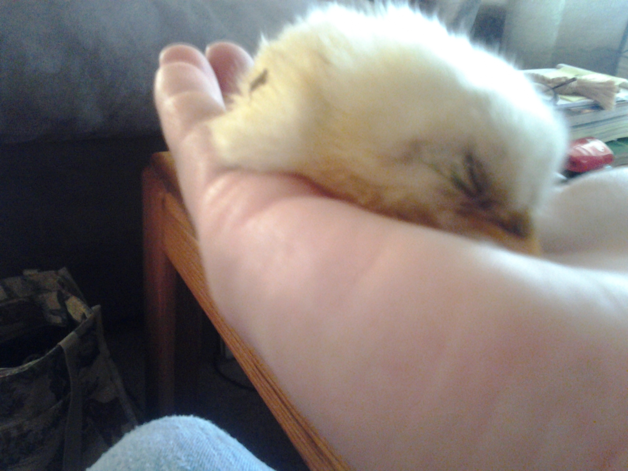 Starting to fluff up
