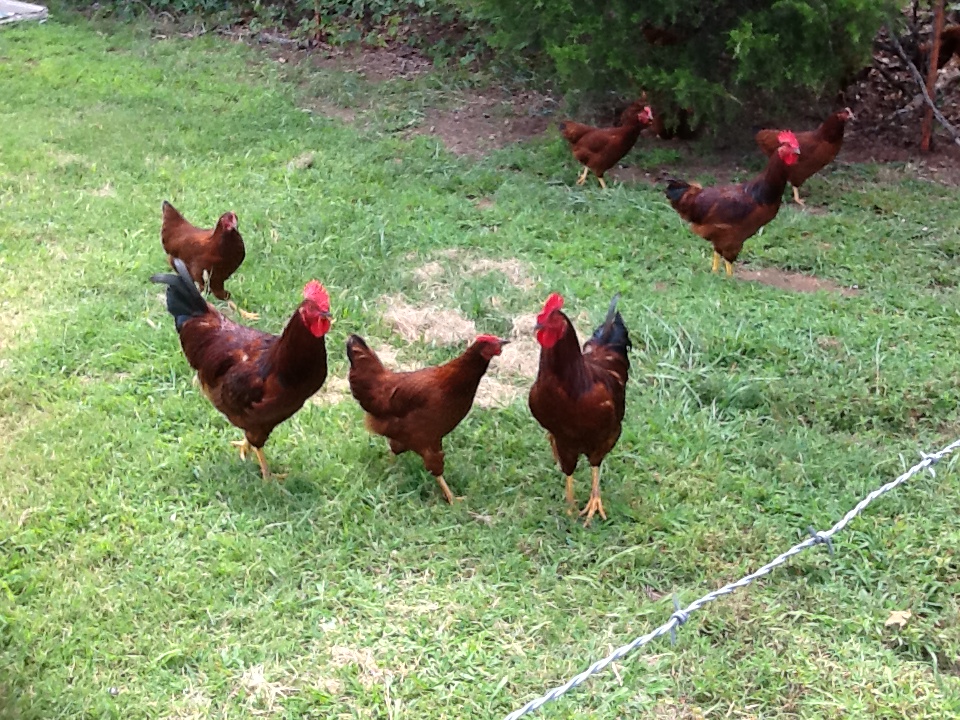 Starting to tell the roos from the pullets.