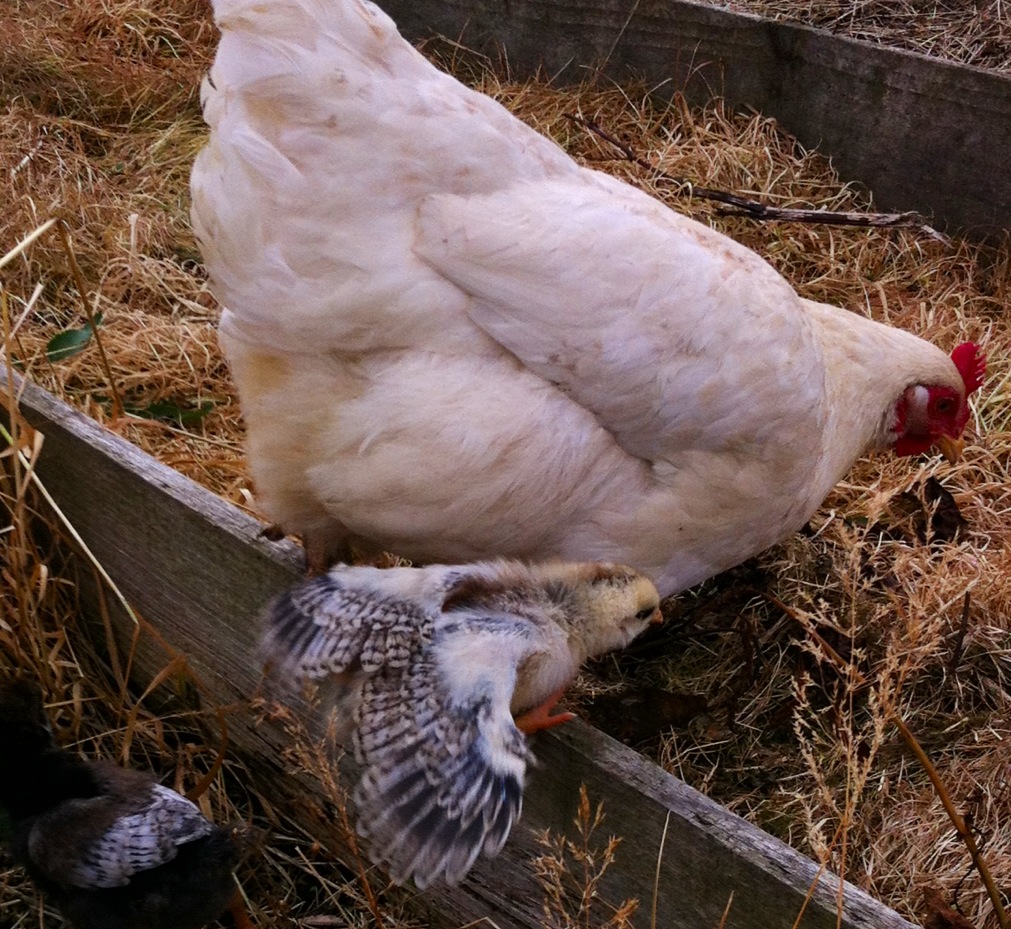 Starting to use their wings so funny too see!