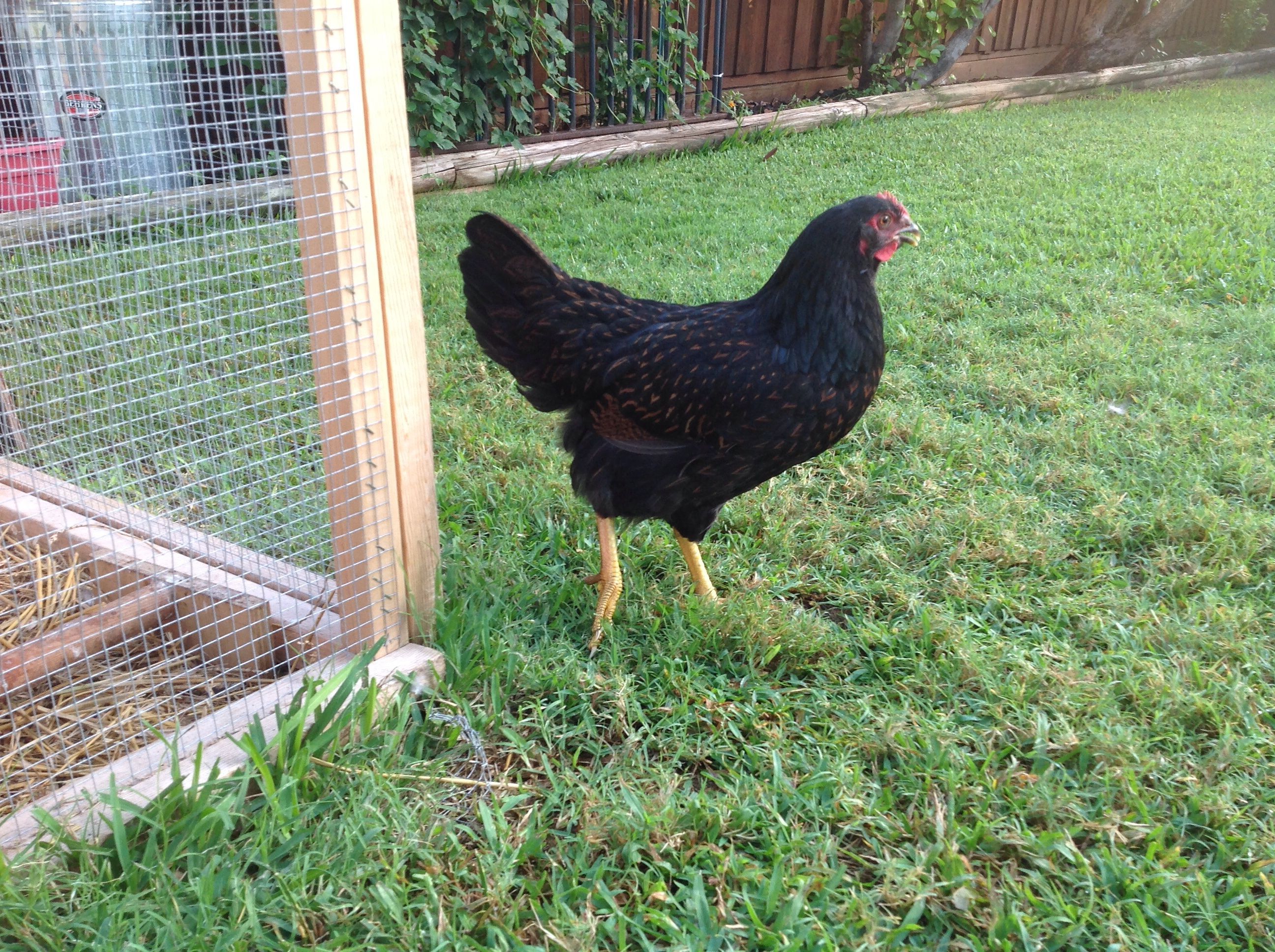 Stella, a Barnevelder