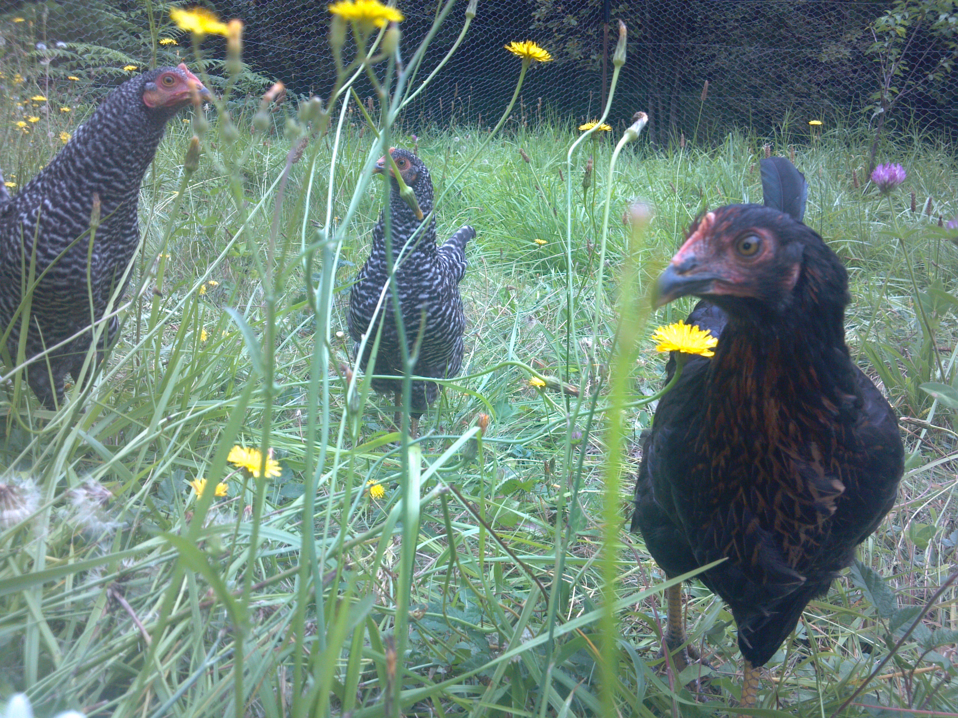 Stella Luna and her pals in the background.