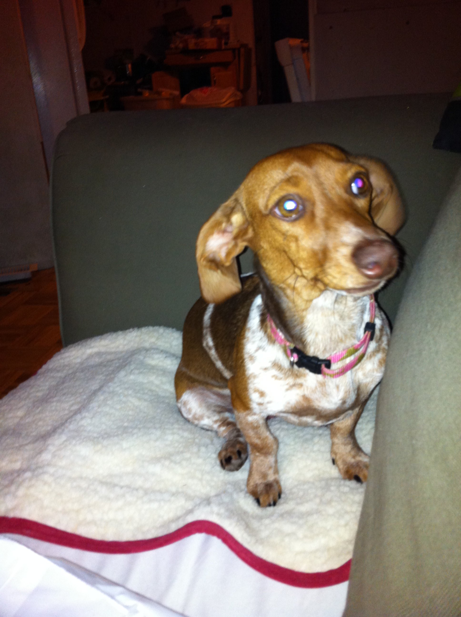 Stella...You going to eat that?