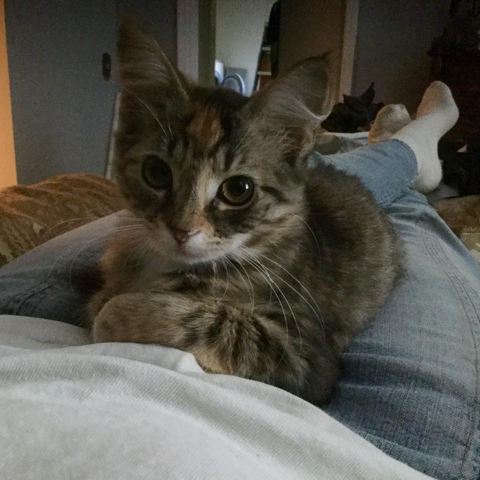 Stella
