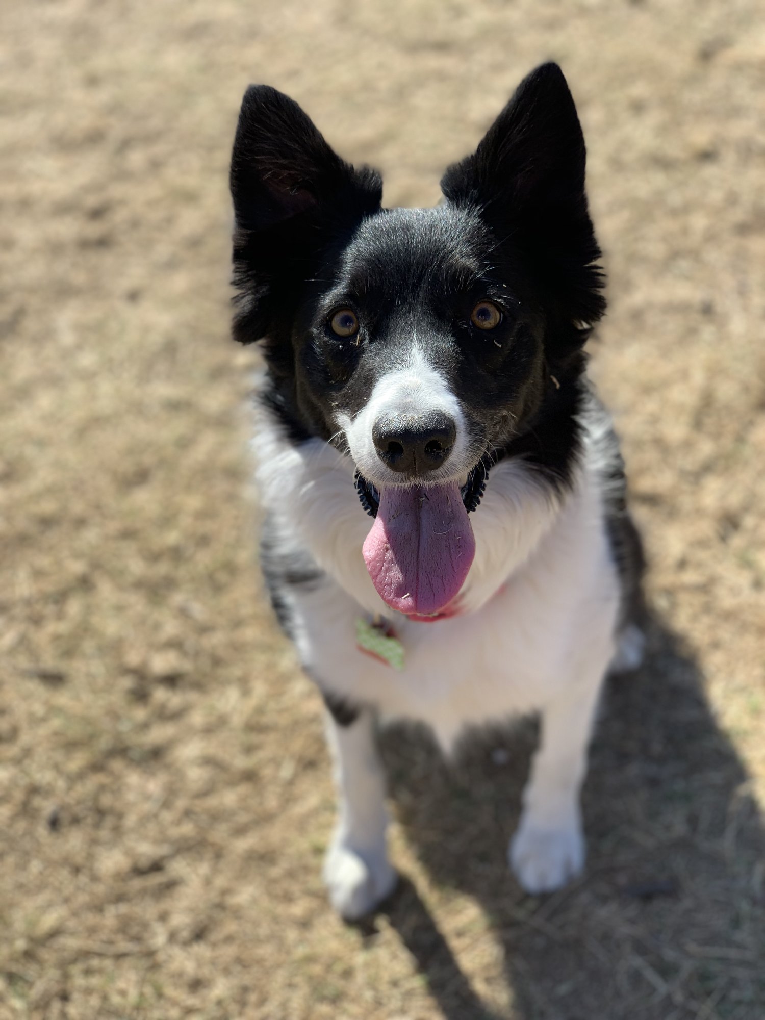Stella