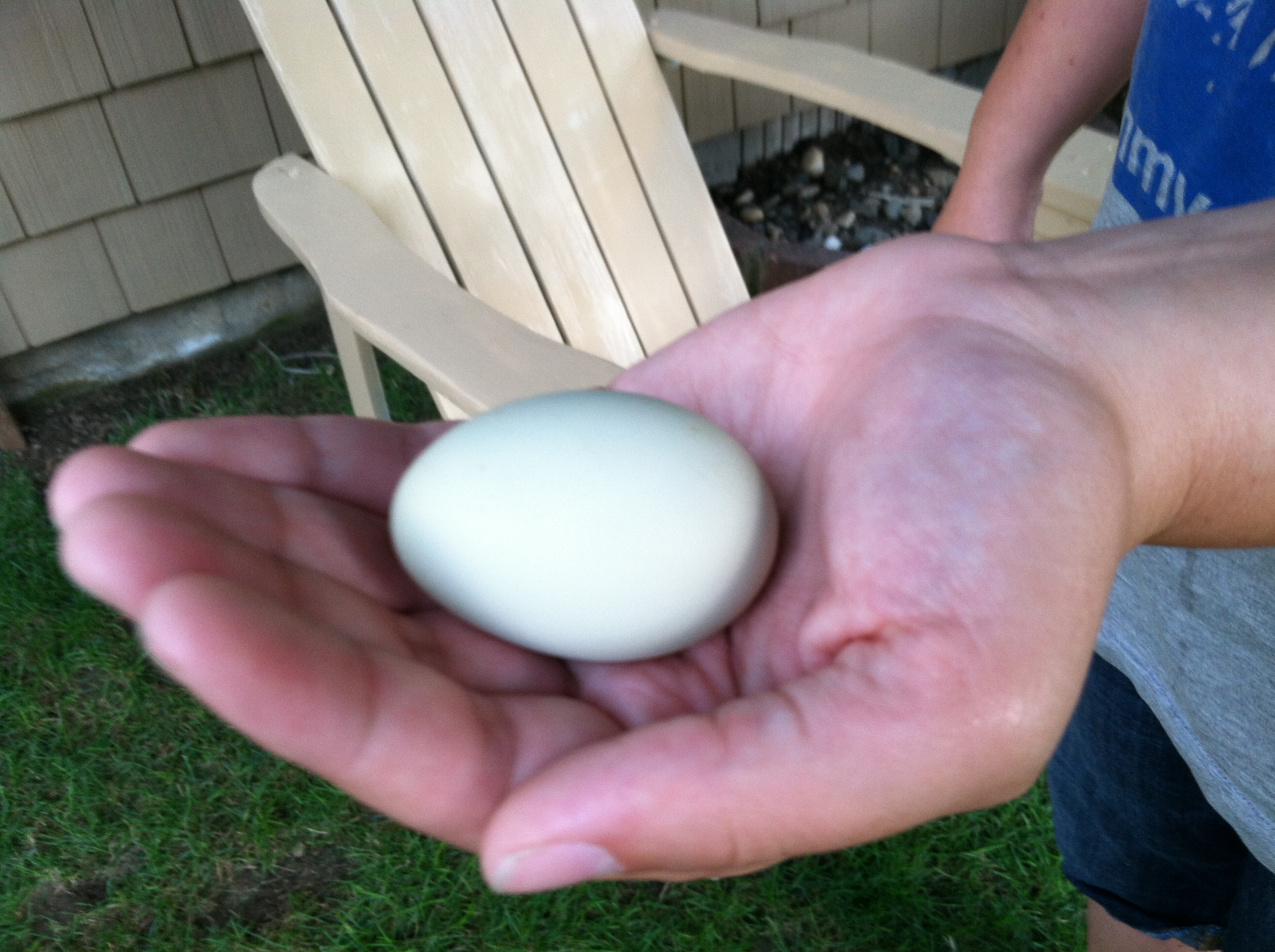 Stella's first egg - July 24, 2012.