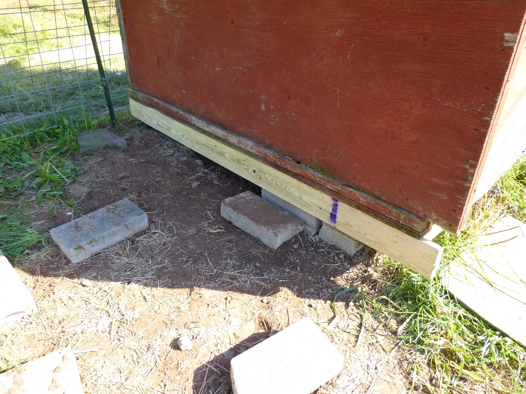Step 3: Put PT 2x6 at bottom of existing coop to make even with side
