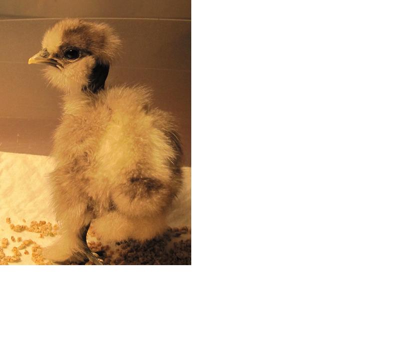 Stephanie at 1 week.  She is snow white now at 6 months old.  Nice Beard, big top hat, and LOADS of leg feathers and cushion!!  18th Generation!!  The beard still comes out!  Single Genes on all so far.