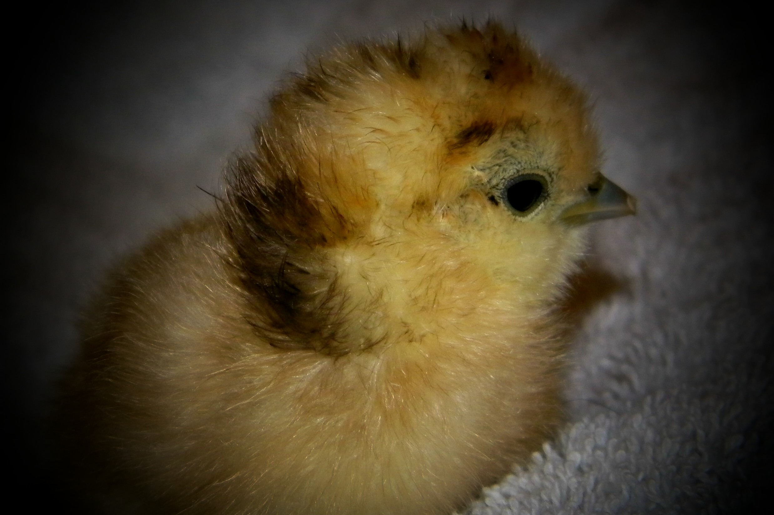 Still a little wet from hatching but aren't I cute!