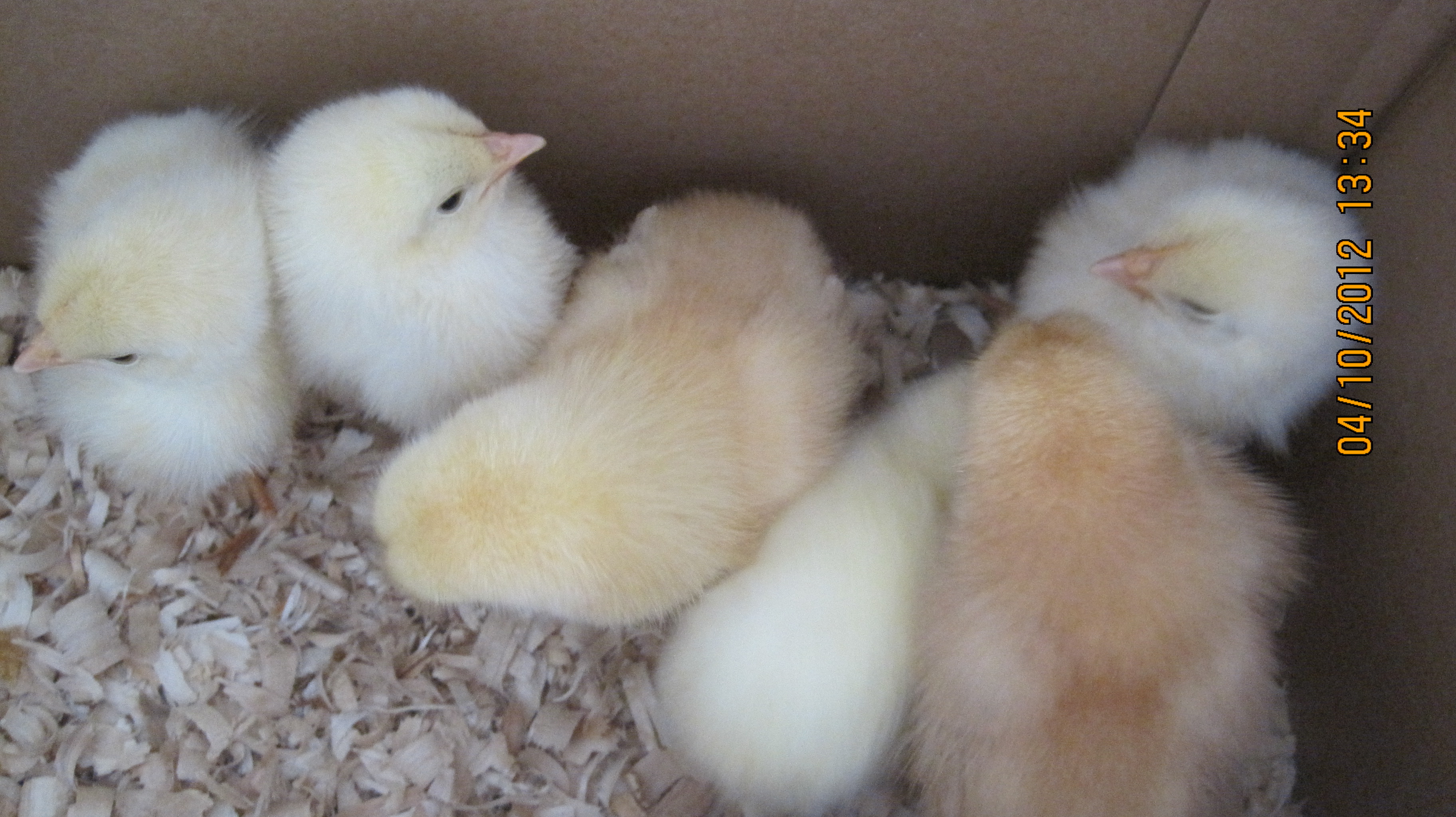 Still in the box 
2 reads have names.  

Darkest in the bottom right is Ginger and the other red is Buffy