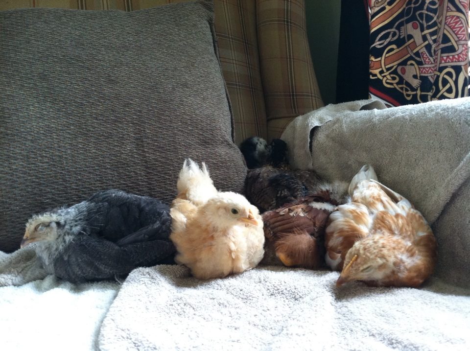 Still posing while the rest nap