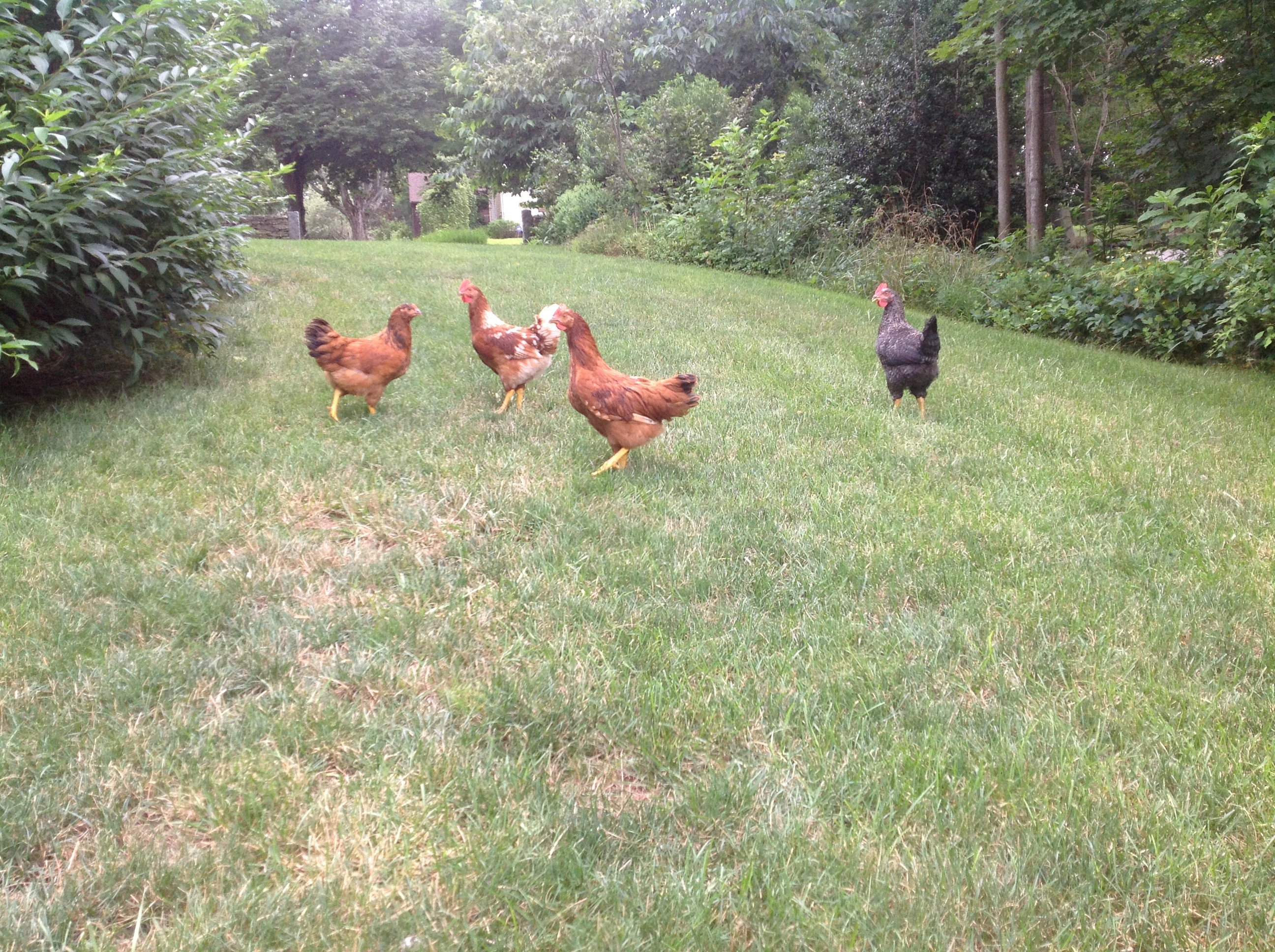 Still trying to separate/identify the rooster(s).   One crowed the other day.  Three rooster,  two hens.  Boys off to the farm.
