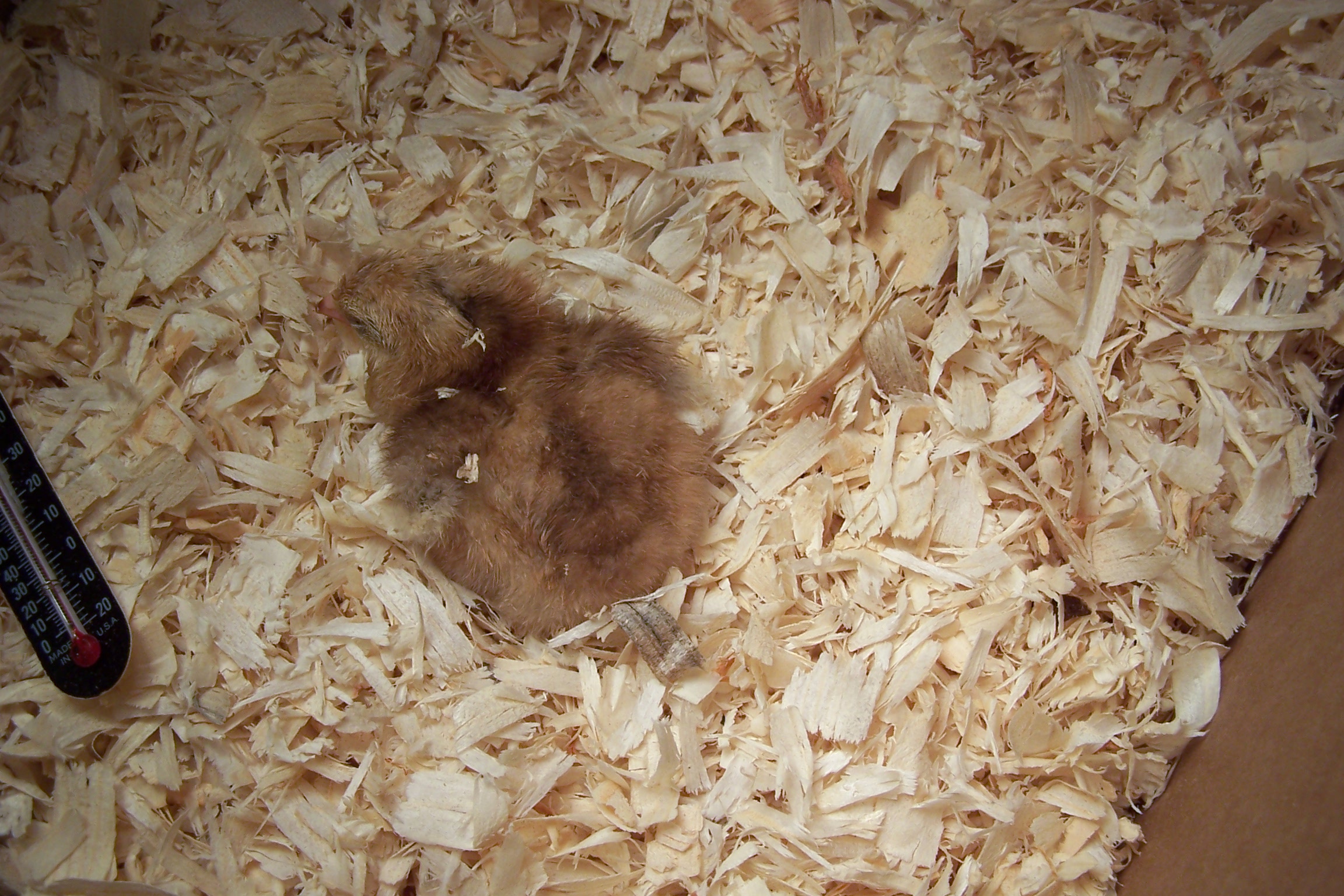 Still very weak, but day 2 brought more strength and eating on her own