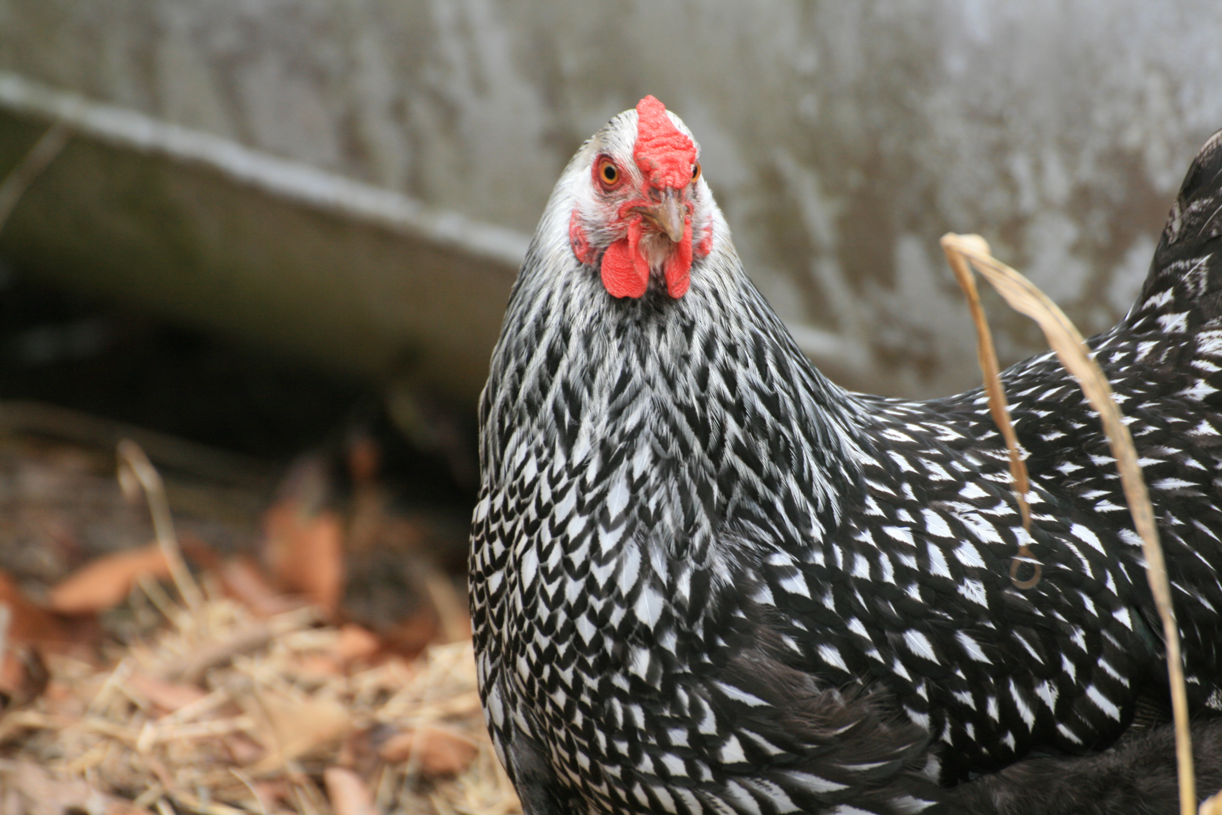 Still wondering what kind of chicken she is.  Any ideas?