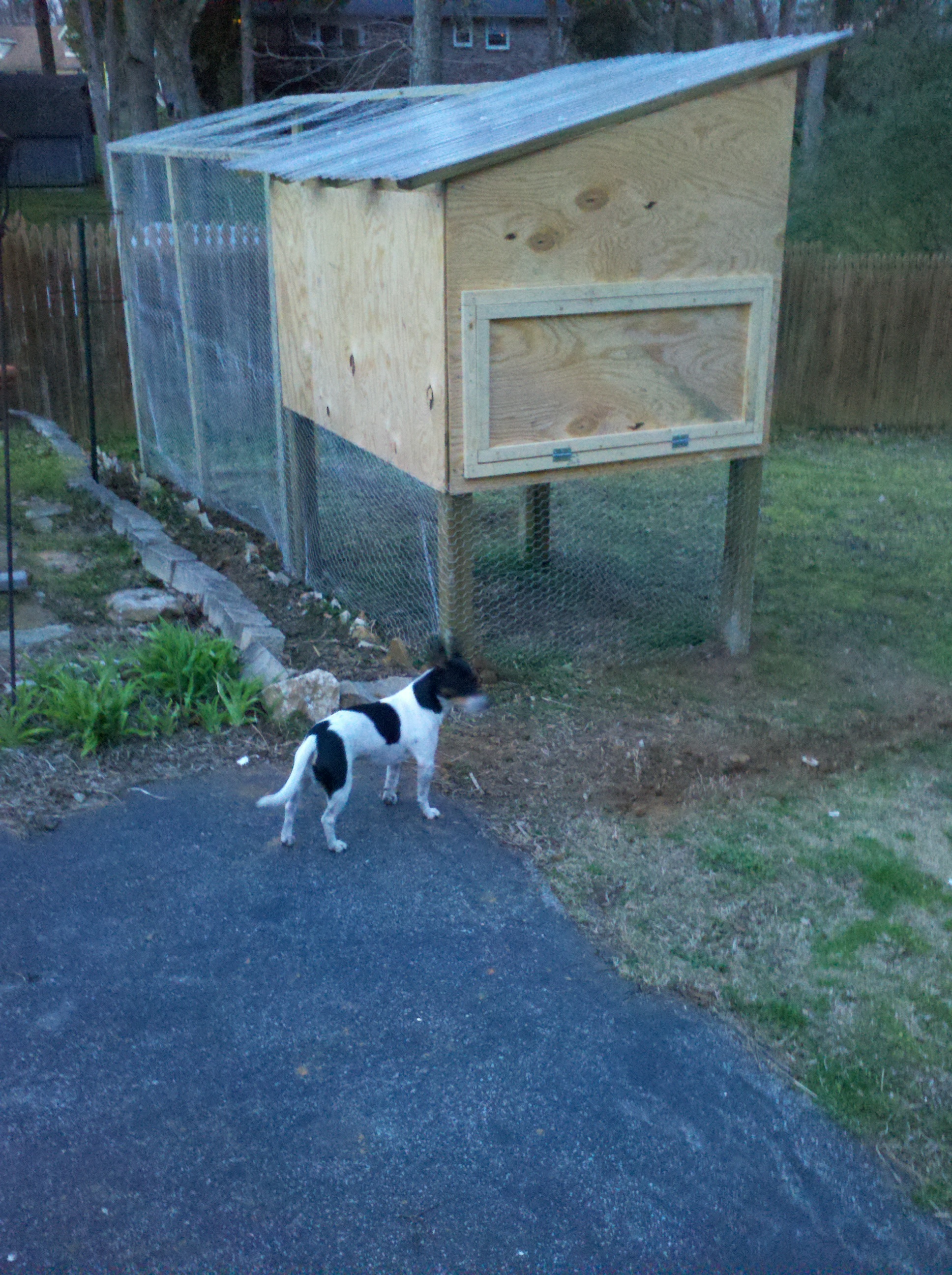 Still working on the coop. We have a few more doors and windows to add but it should be done in the next week or 2