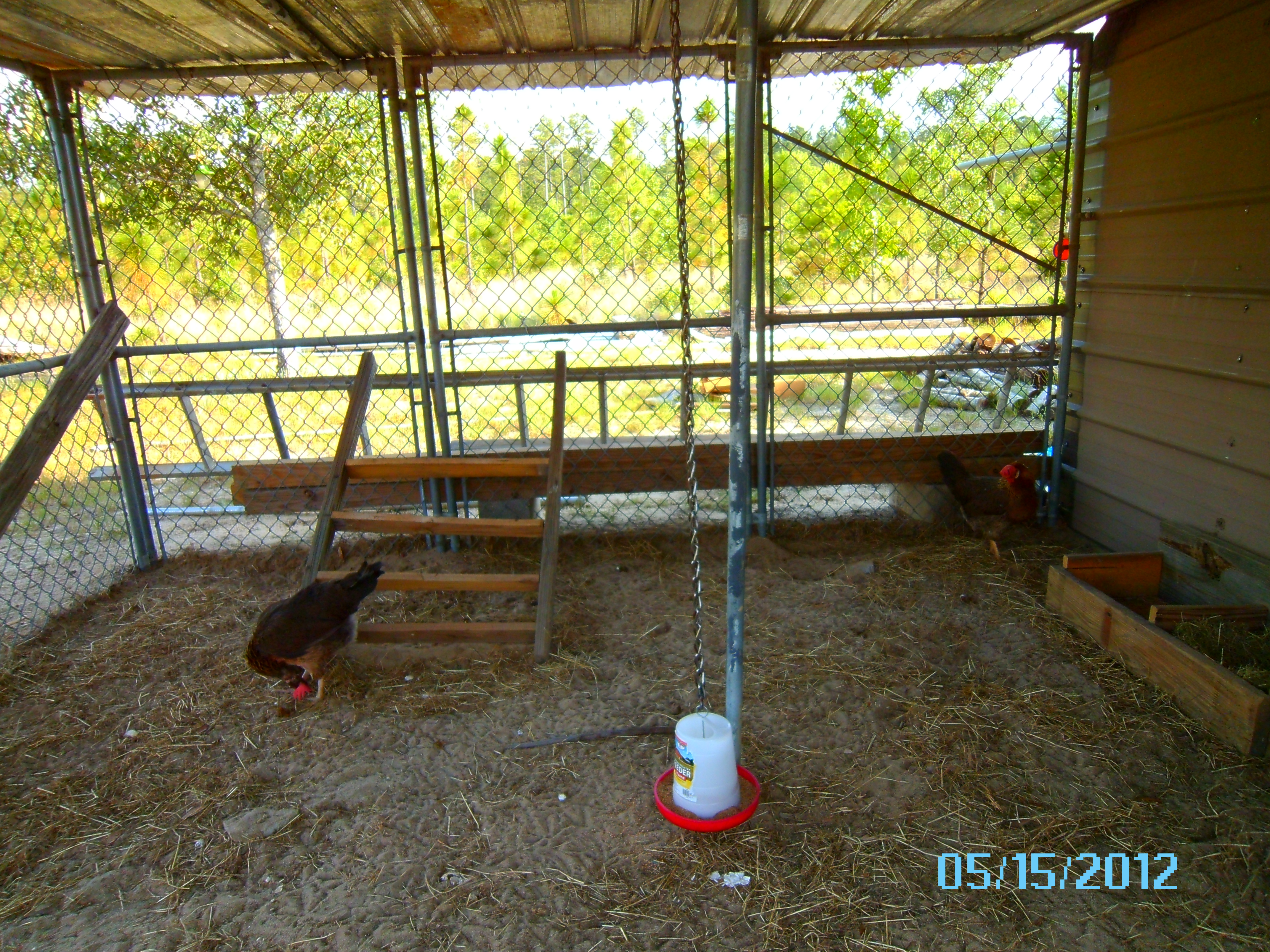 still working on the pen, trying to get it just right.  We're going to have to get the nest box up off the ground