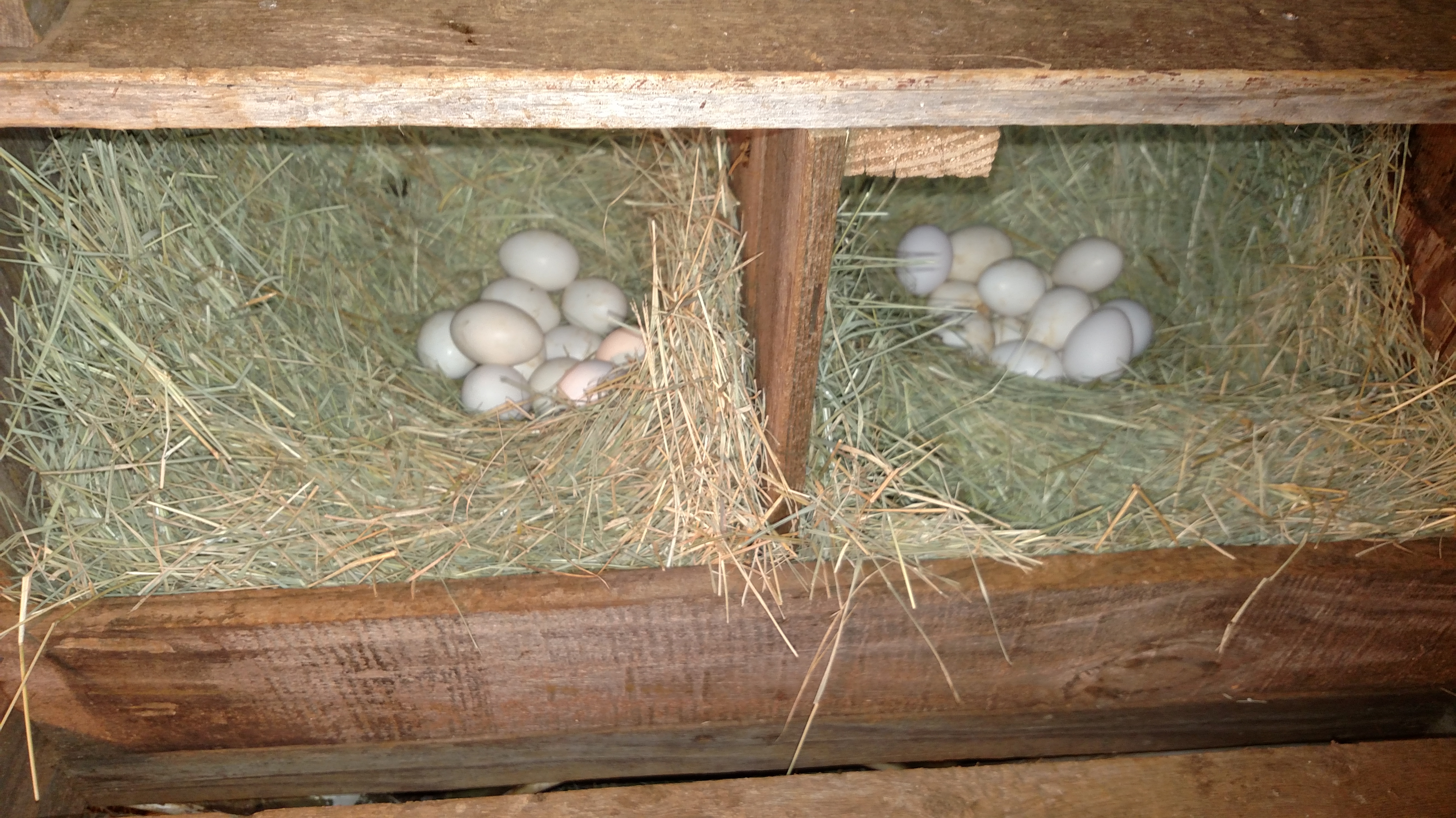 Stopped gathering eggs when I signed up on site.  Think I have 2 hens that are being broody.  One just jumped off when I put out feed.  Have put up heat lights and hung a sheet to block wind in nesting area.