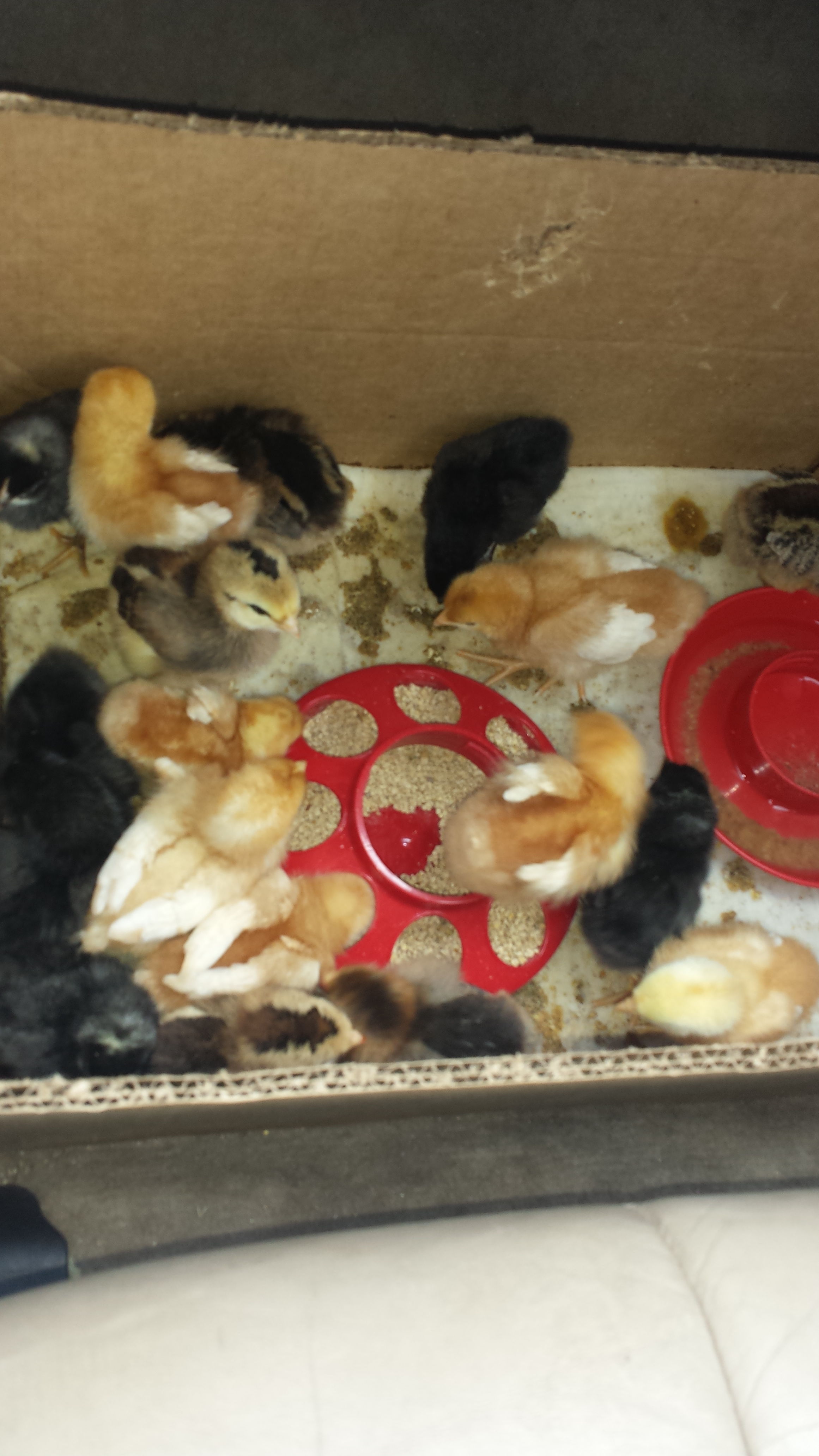 Stopped in Tomah, Wi and picked up some more.  18 chicks in total.
5 Americana Pullets, 3 Barred Rock Pullets, 4 Gold Star Pullets, 3 Isa Brown Pullets & 3 Black Sex Links Pullets.