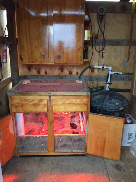 Storage area of coop. Base cabinet turned into a brooder for baby chicks. Has a 3" PVC tube for extra feed storage and a hose hook up to the main waterer that goes down to two poultry nipples. Currently brooding 10 bantams.