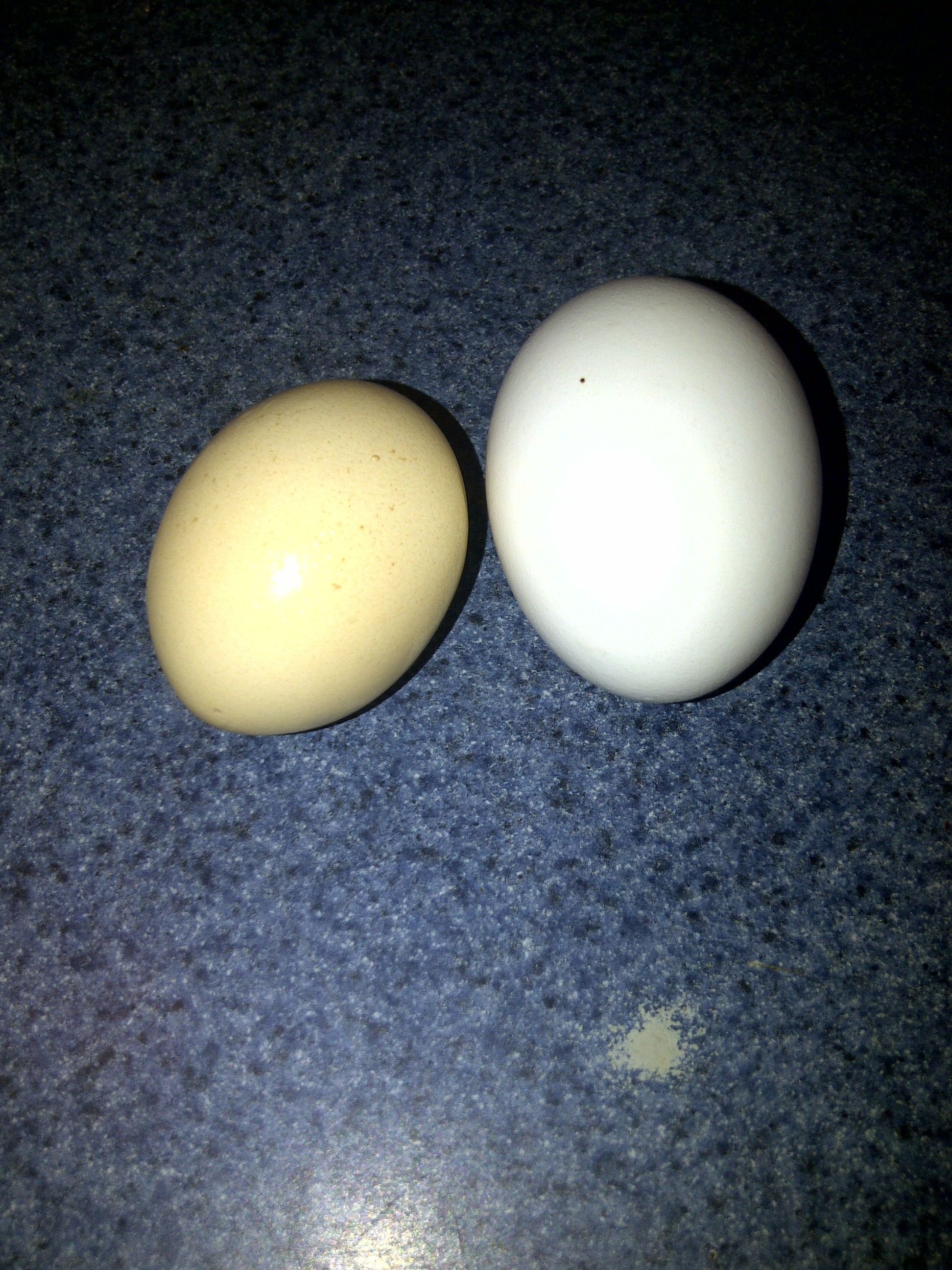 Store bought and a Bantam