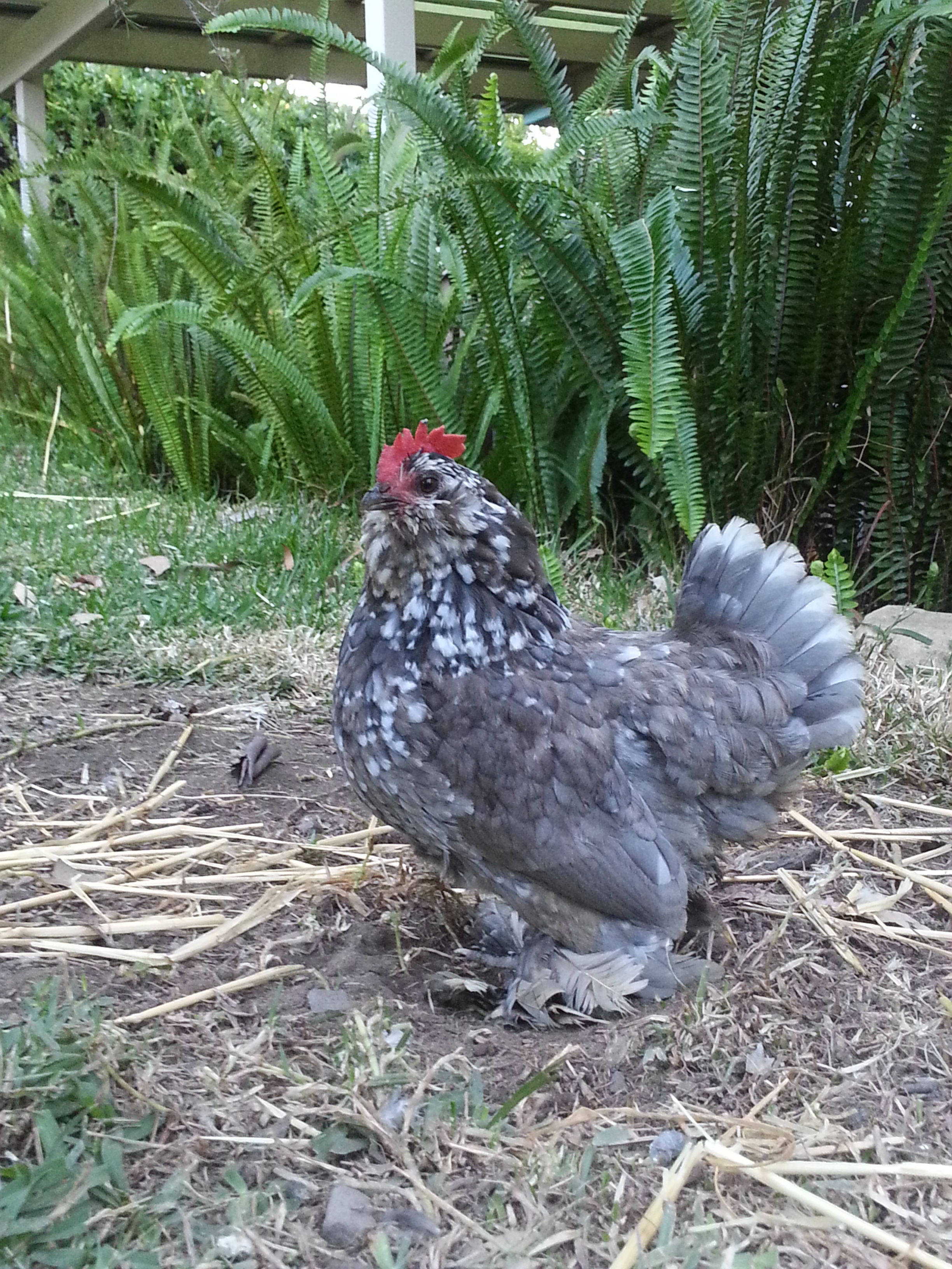 Storm, a Belgian Bearded D'uccle hen