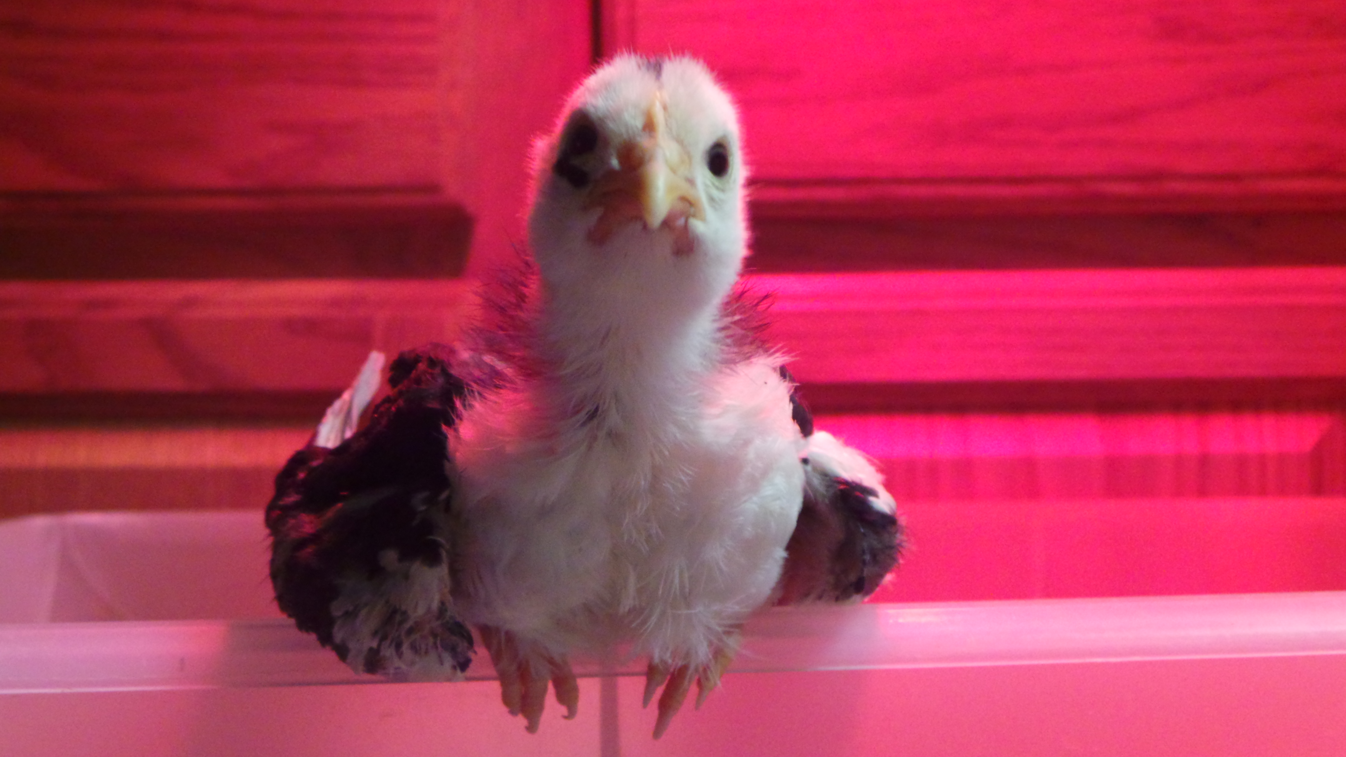 Storm as a chick <3 very curious.