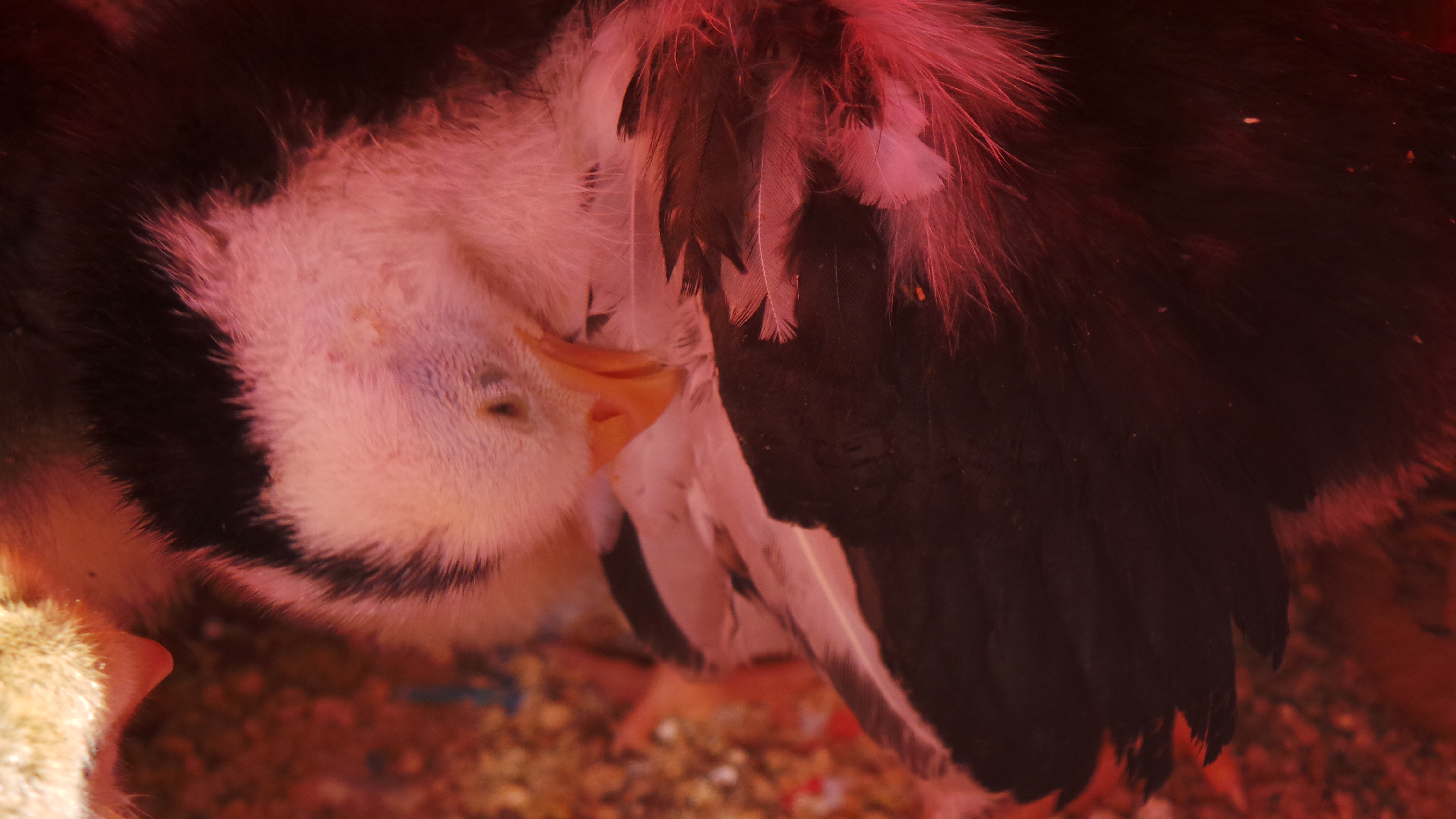Storm Feathering her feathers!