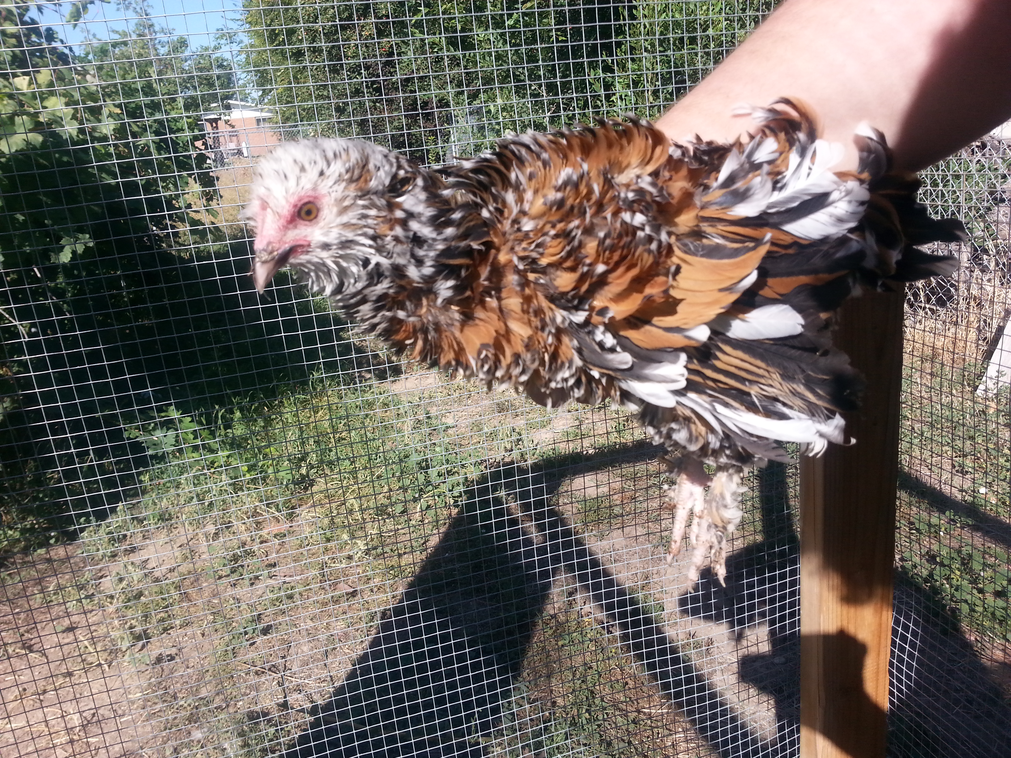 storm frizzled calico cochin